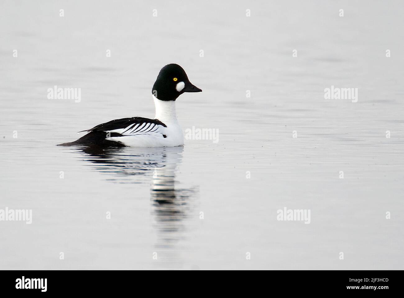 Schellenten Bucephala Clangula (männlich), vom Hornborgasee, Schweden. Stockfoto