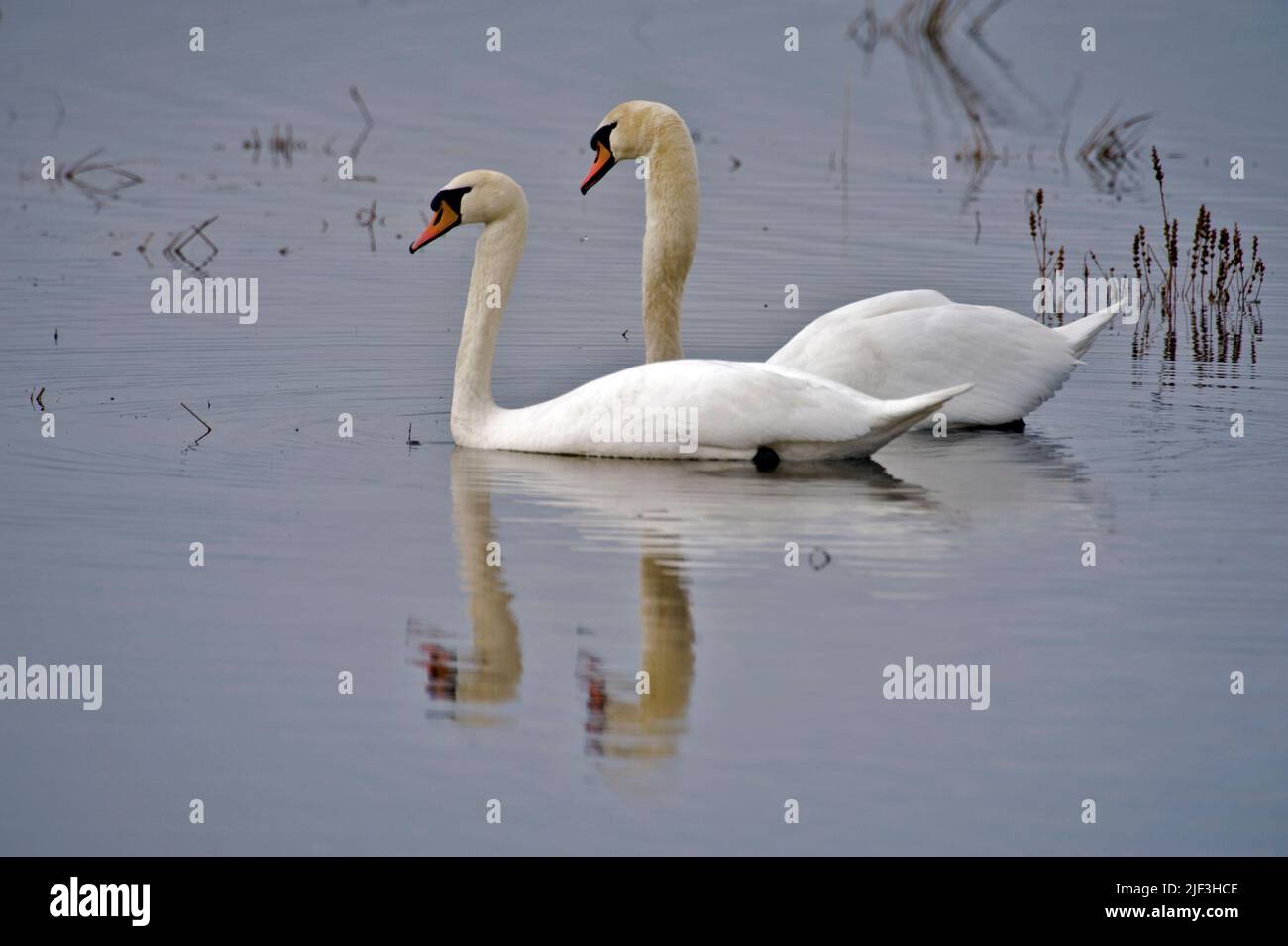 Paar Höckerschwäne (Cygnus Olor) aus Hornborgasee, Schweden. Stockfoto