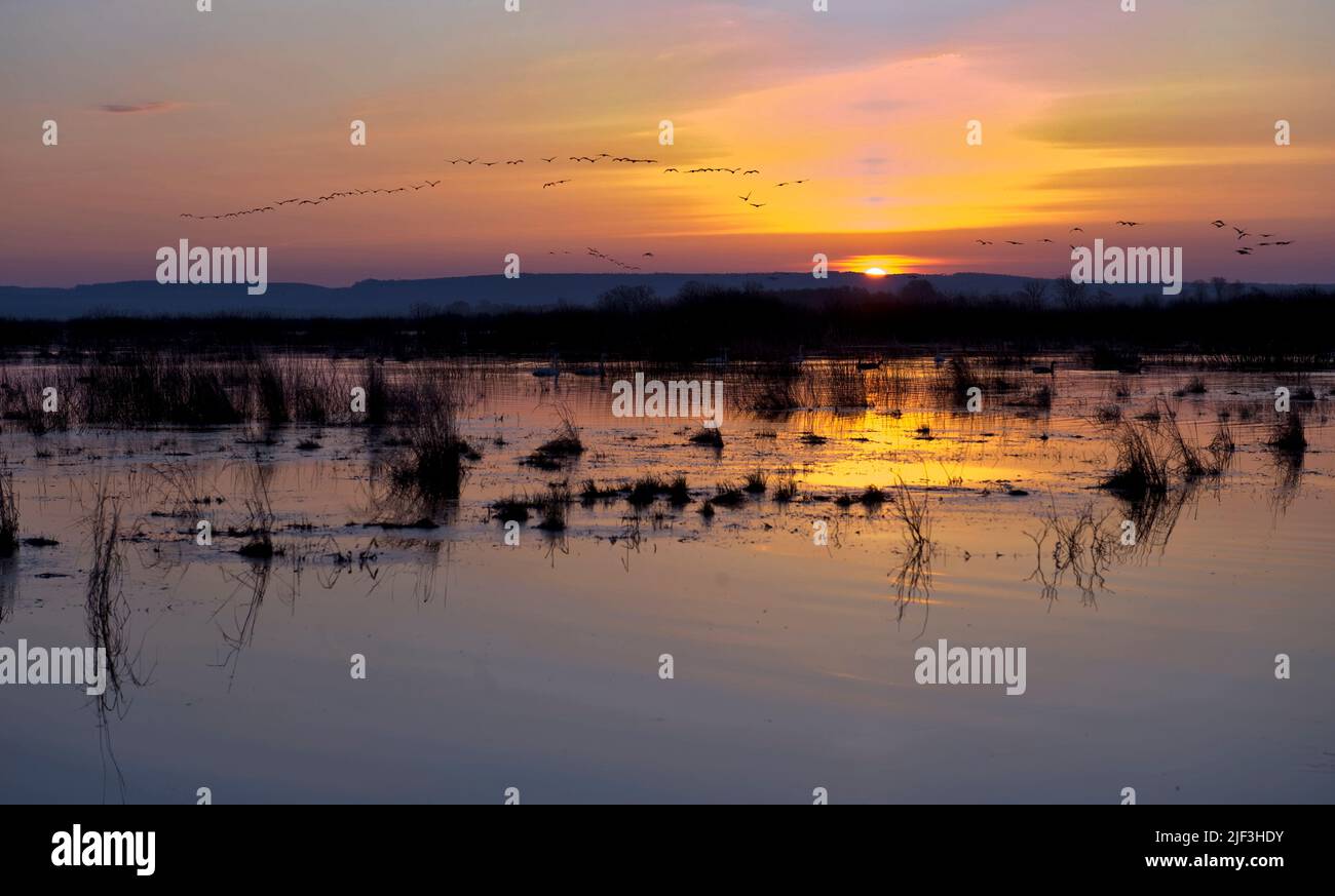 Schwärme von eurasischen Kranichen (Grus grus) nähern sich dem Hornborga-See, Schweden, bei Sonnenbaden. Stockfoto