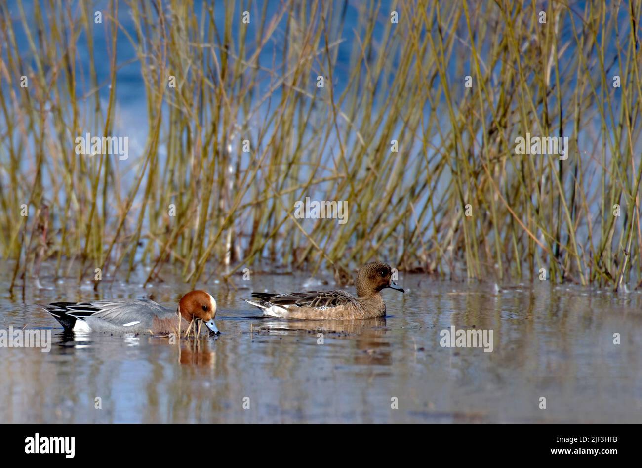 Zwei der Wirte (Anas penelope) am Hornborga-See, Schweden. Stockfoto