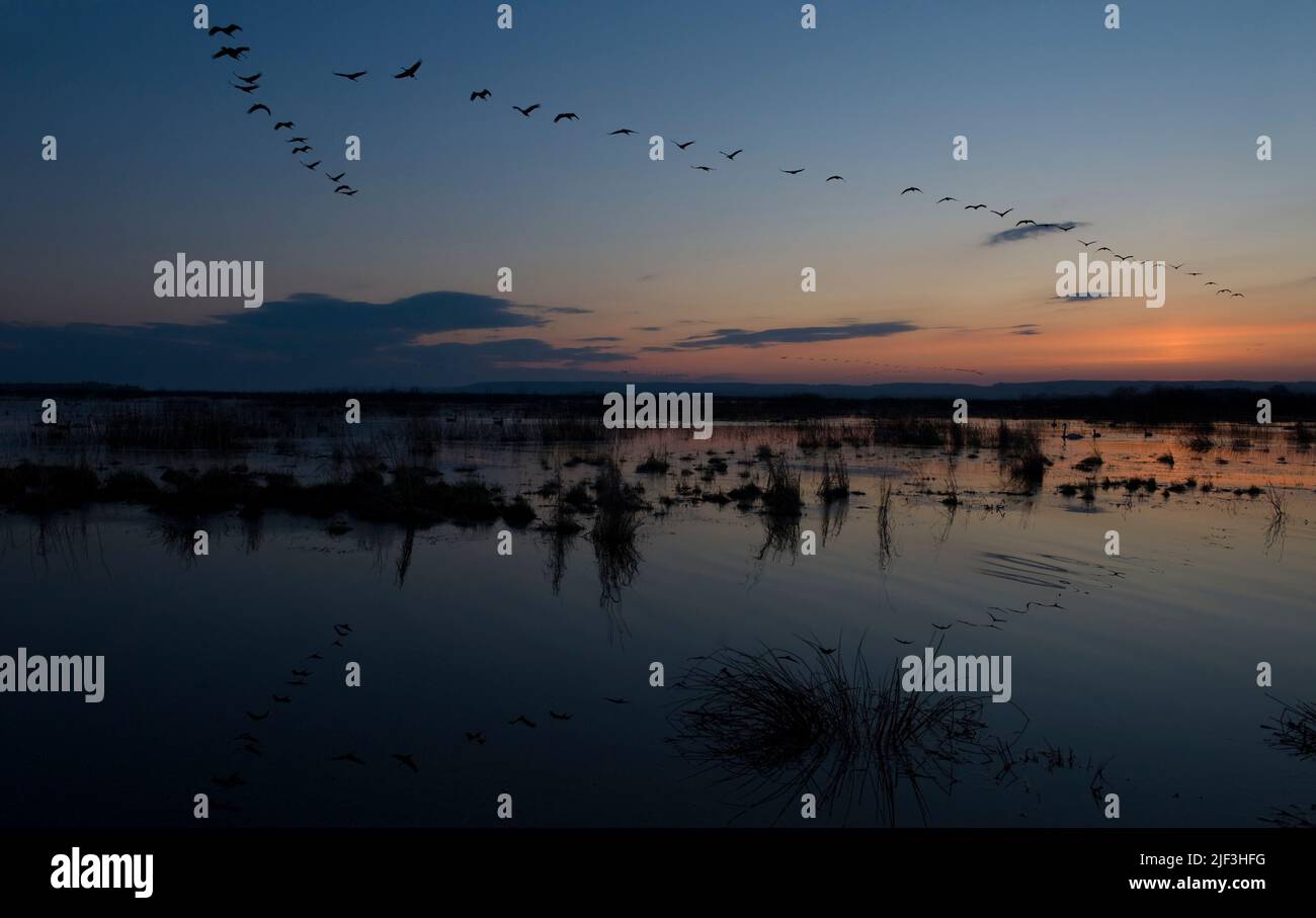 Morgenzug von eurasischen Kranichen (Grus grus) am Hornborga-See, Schweden. Stockfoto