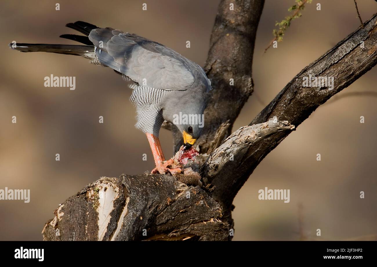 Ostchanten Goshawk , Melierax poliopterus, füttert an einem Eichhörnchen im Samburu NP, Kenia. Stockfoto