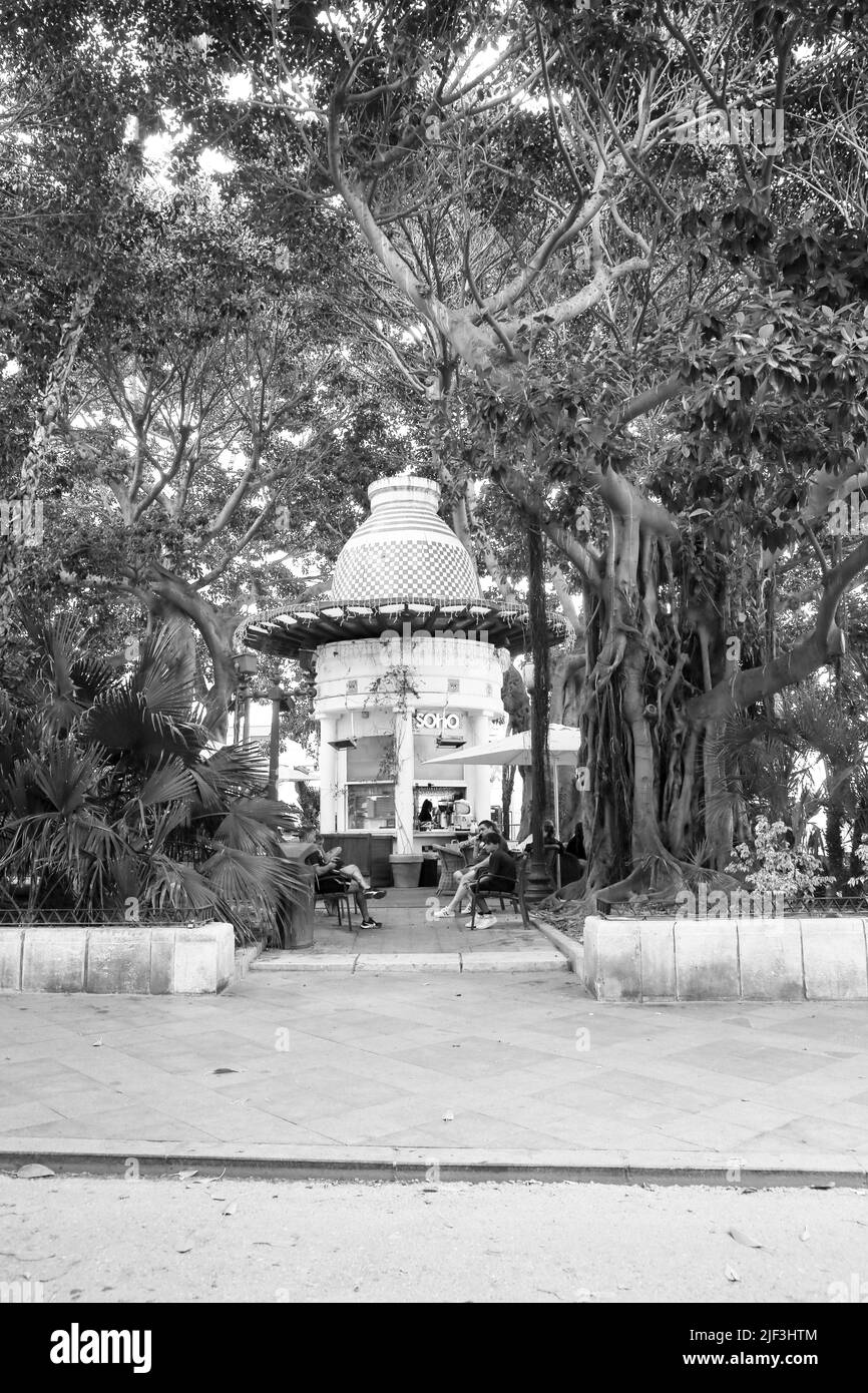 Alicante, Spanien - 26. Juni 2022: Berühmter Platz Gabriel Miro viel Vegetation und riesige Ficus-Bäume Stockfoto