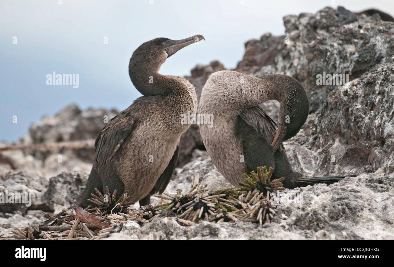 Paar flugunfreie Komoranten (Phalacrocorax harrisi) brüten in Elizabeth Bay, Isabela, Galapagos. Beachten Sie das Nest, das aus toten Seeigeln gebaut wurde. Stockfoto