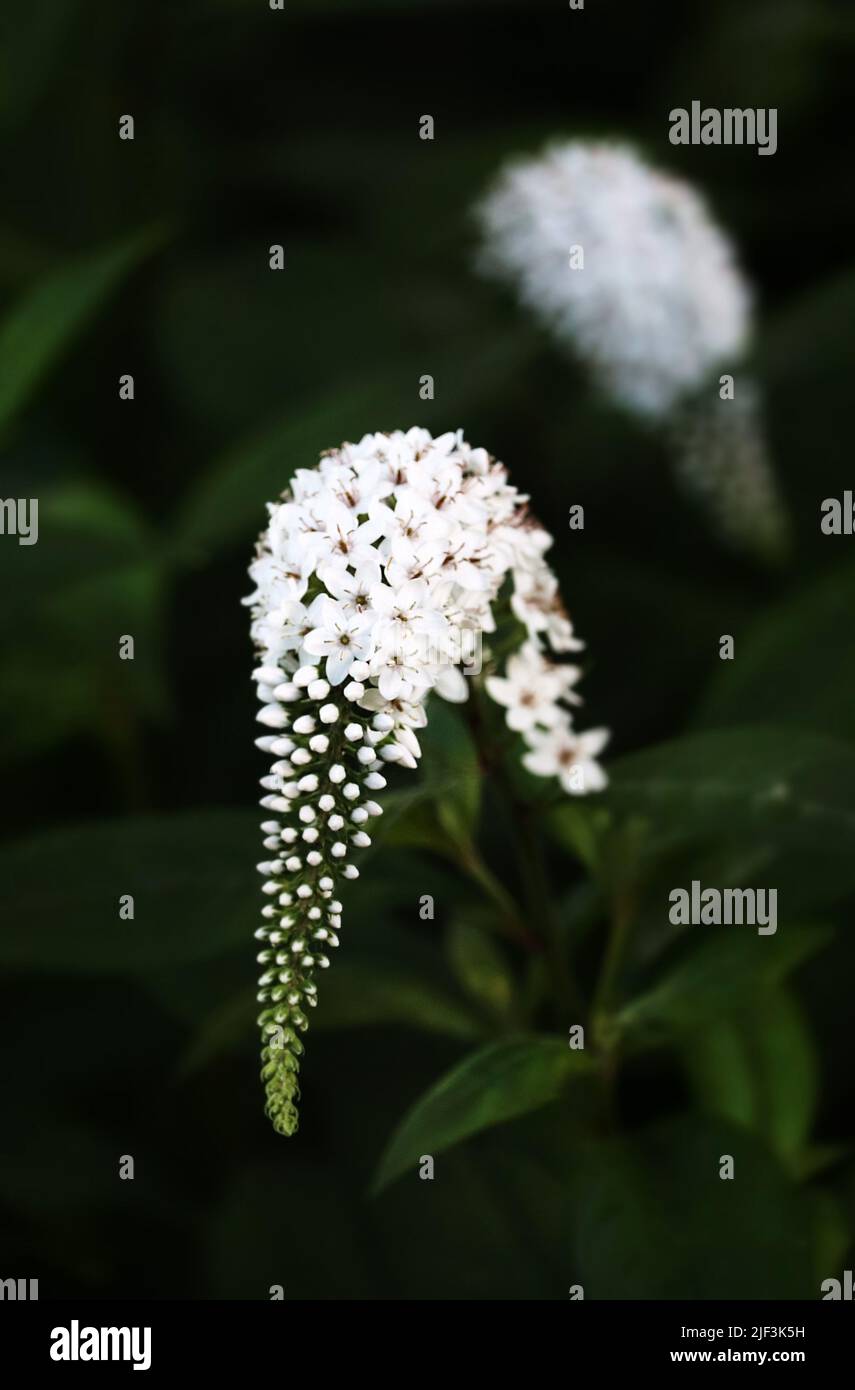 Weißer Schwanenhalsstreif, Lysimachia-Clethoride, Blütenblüten, die im Frühjahr oder Sommer auf einem grünen Hintergrund kaskadieren, Lancaster, Pennsylvania Stockfoto