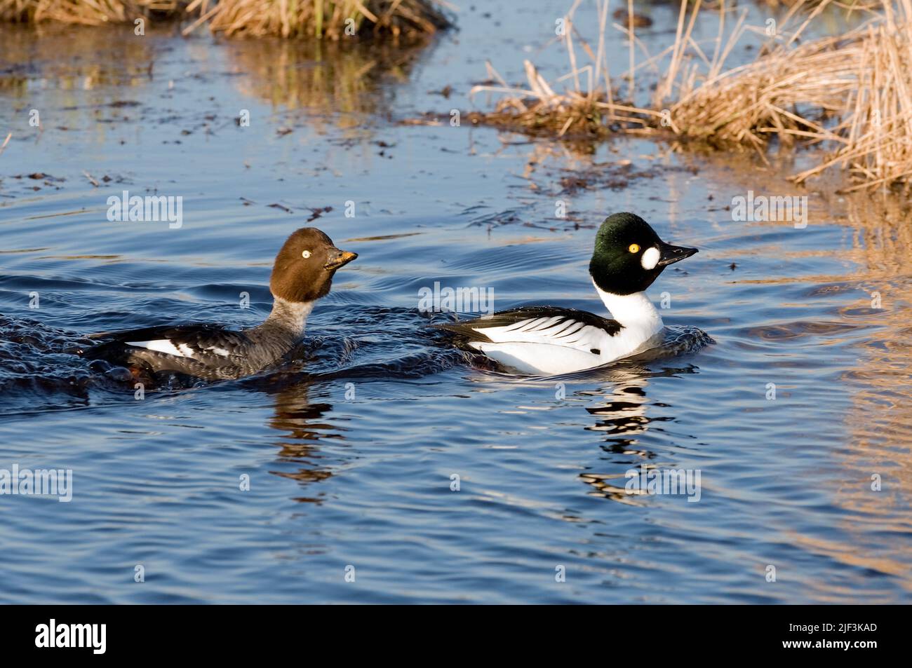 Ein Paar gewöhnlicher Goldeneye, Bucephala clangula, zeigt am Hornborga-See in Lrom, Schweden. Stockfoto