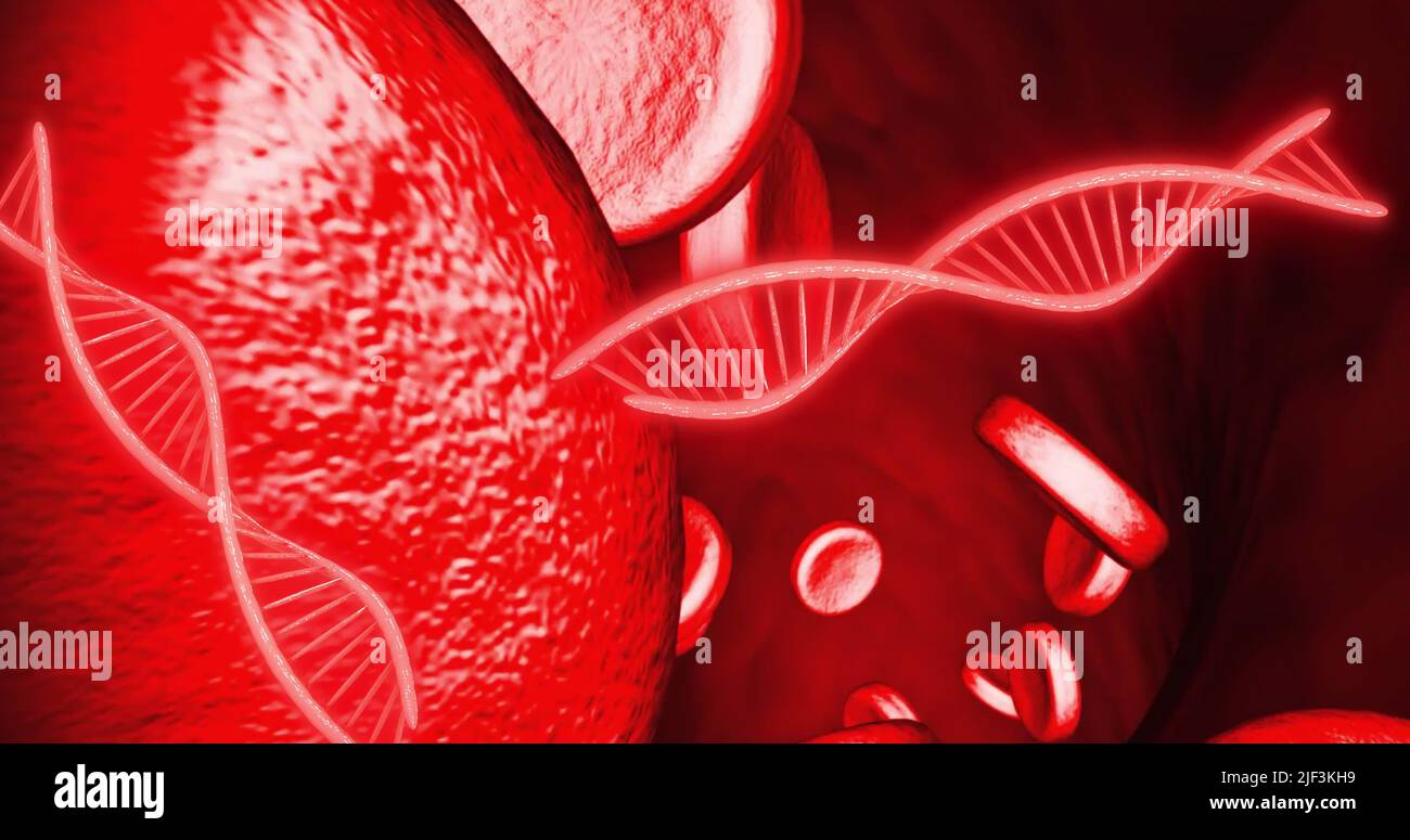 Bild von dna-Strängen und Blutzellen auf rotem Hintergrund Stockfoto