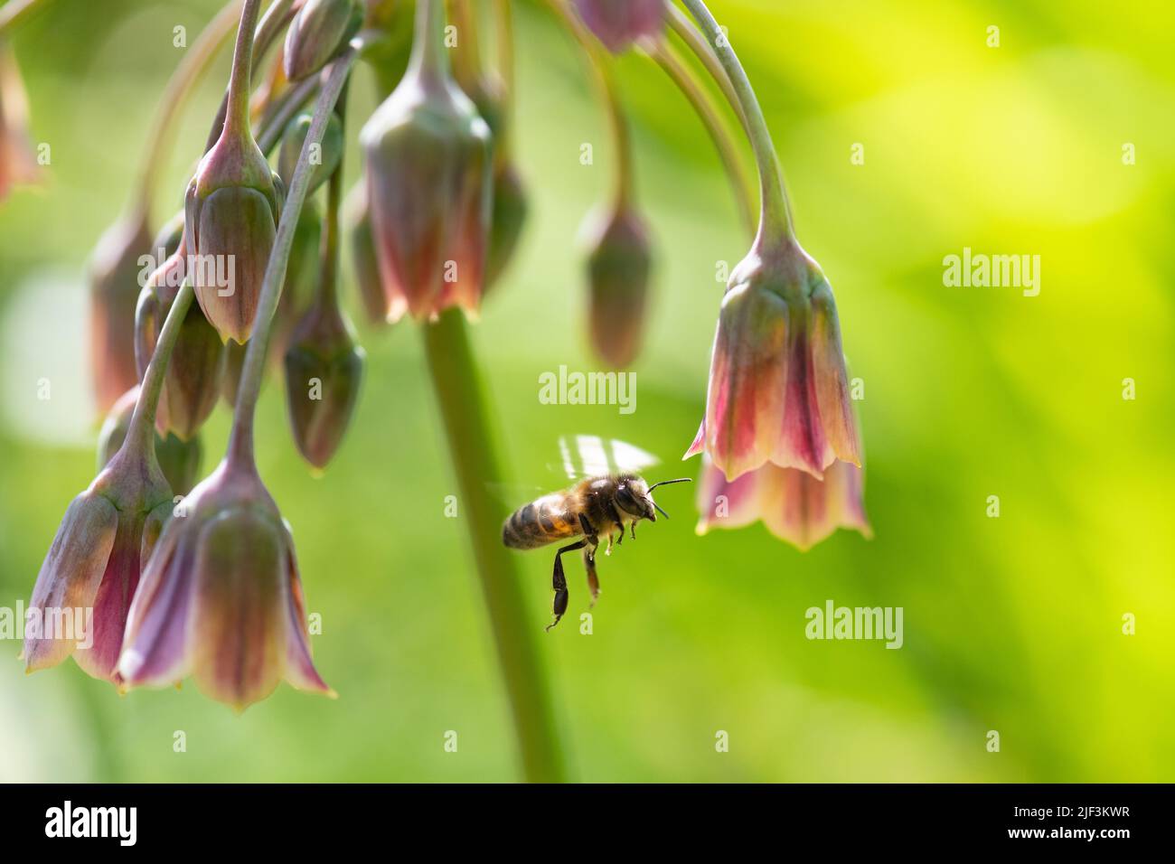 Sizilianischer Honig Knoblauch (Allium siculum Nectaroscordum) - Vereinigtes Königreich Stockfoto