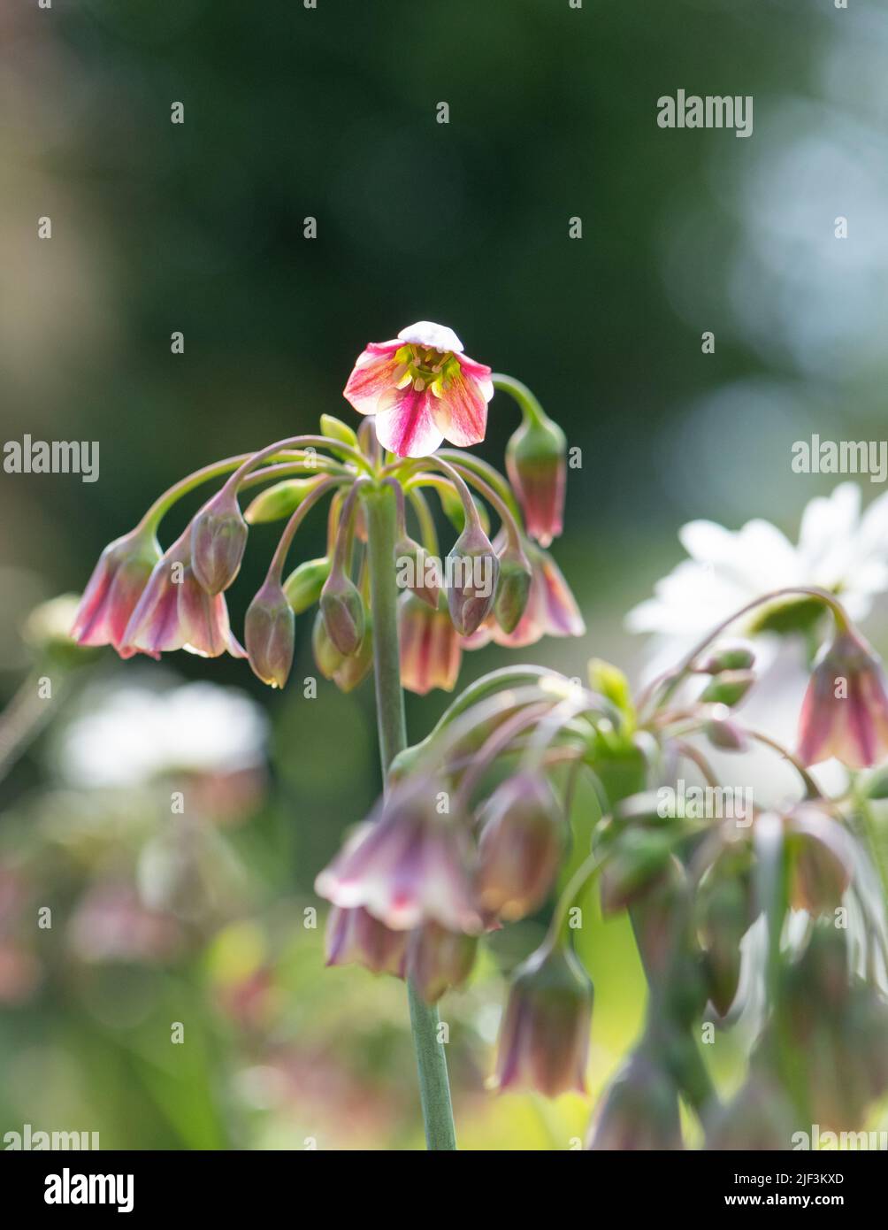 Sizilianischer Honig Knoblauch (Allium siculum Nectaroscordum) - Vereinigtes Königreich Stockfoto