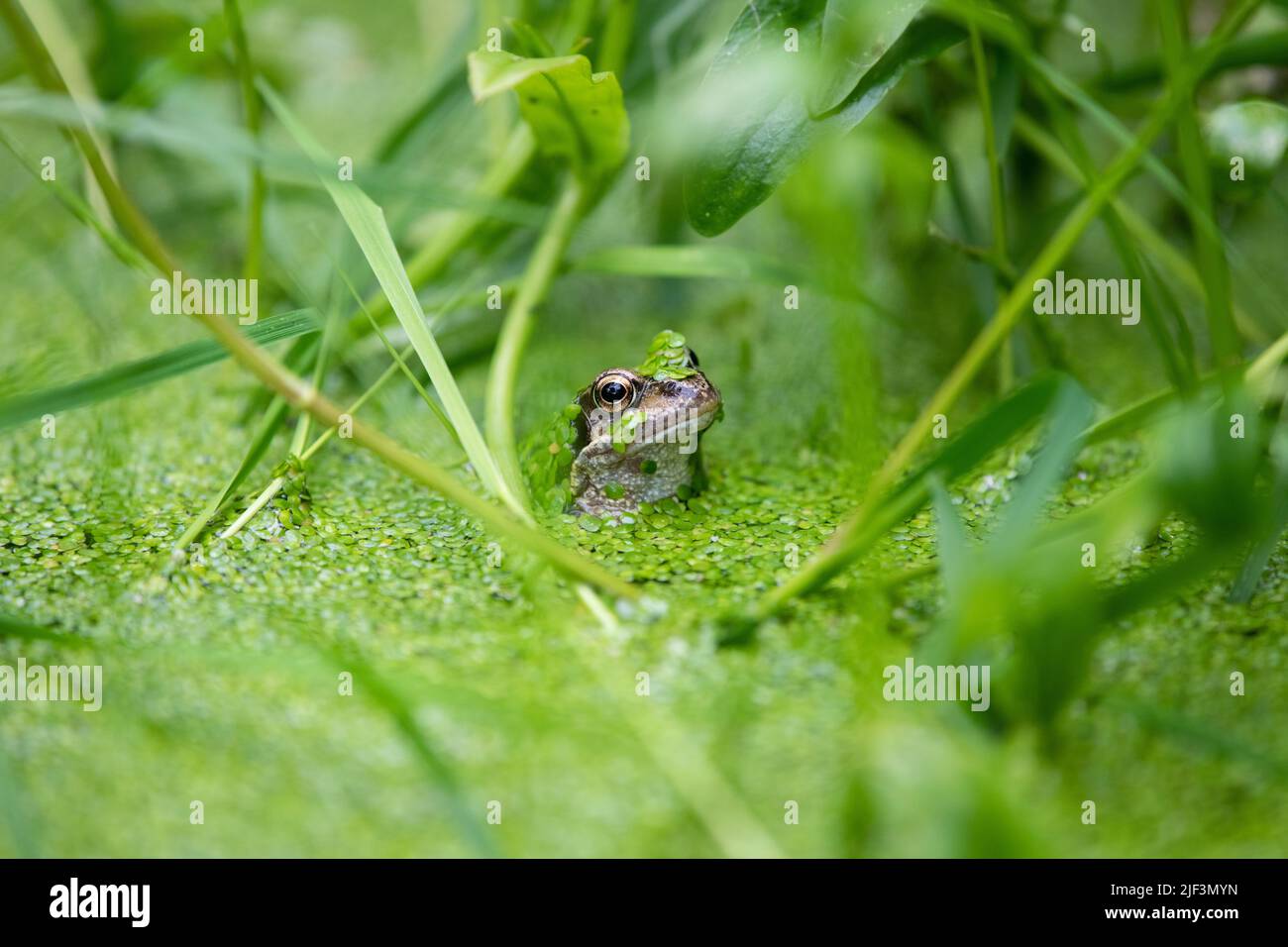 Frosch (gewöhnlicher Frosch - rana temporaria) bedeckt mit Entenkraut im Garten Wildtierteich - Großbritannien Stockfoto