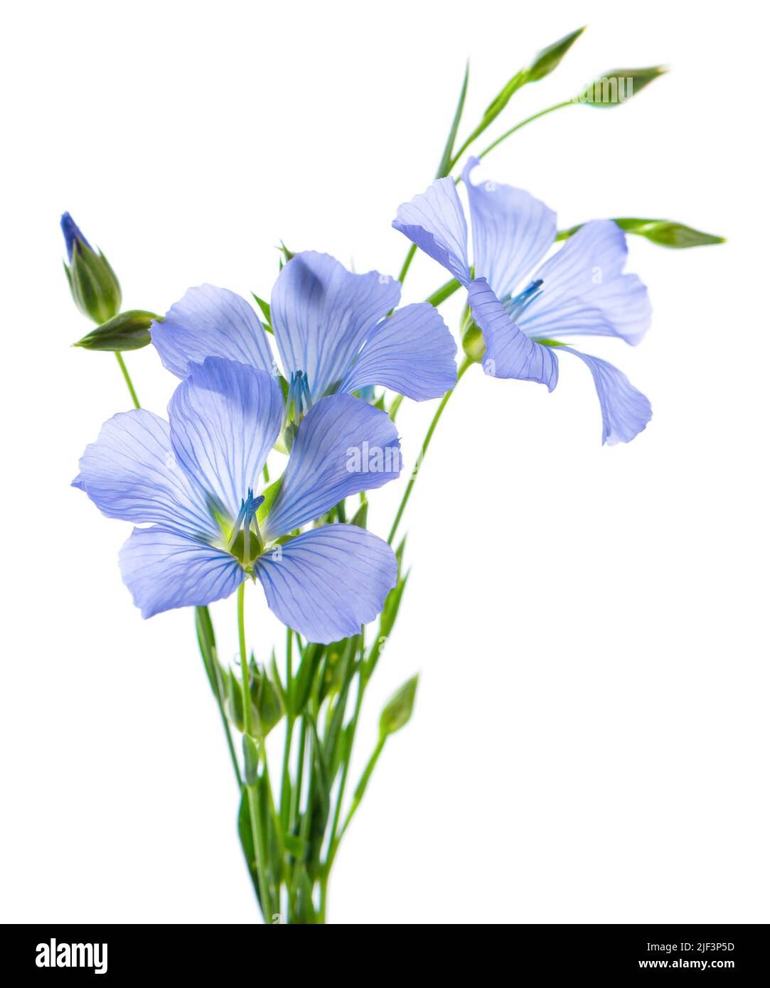 Flachs Blumen isoliert auf weißem Hintergrund. Bouquet von blauem Leinsamen, Leinsamen oder linum usitatissimum Stockfoto