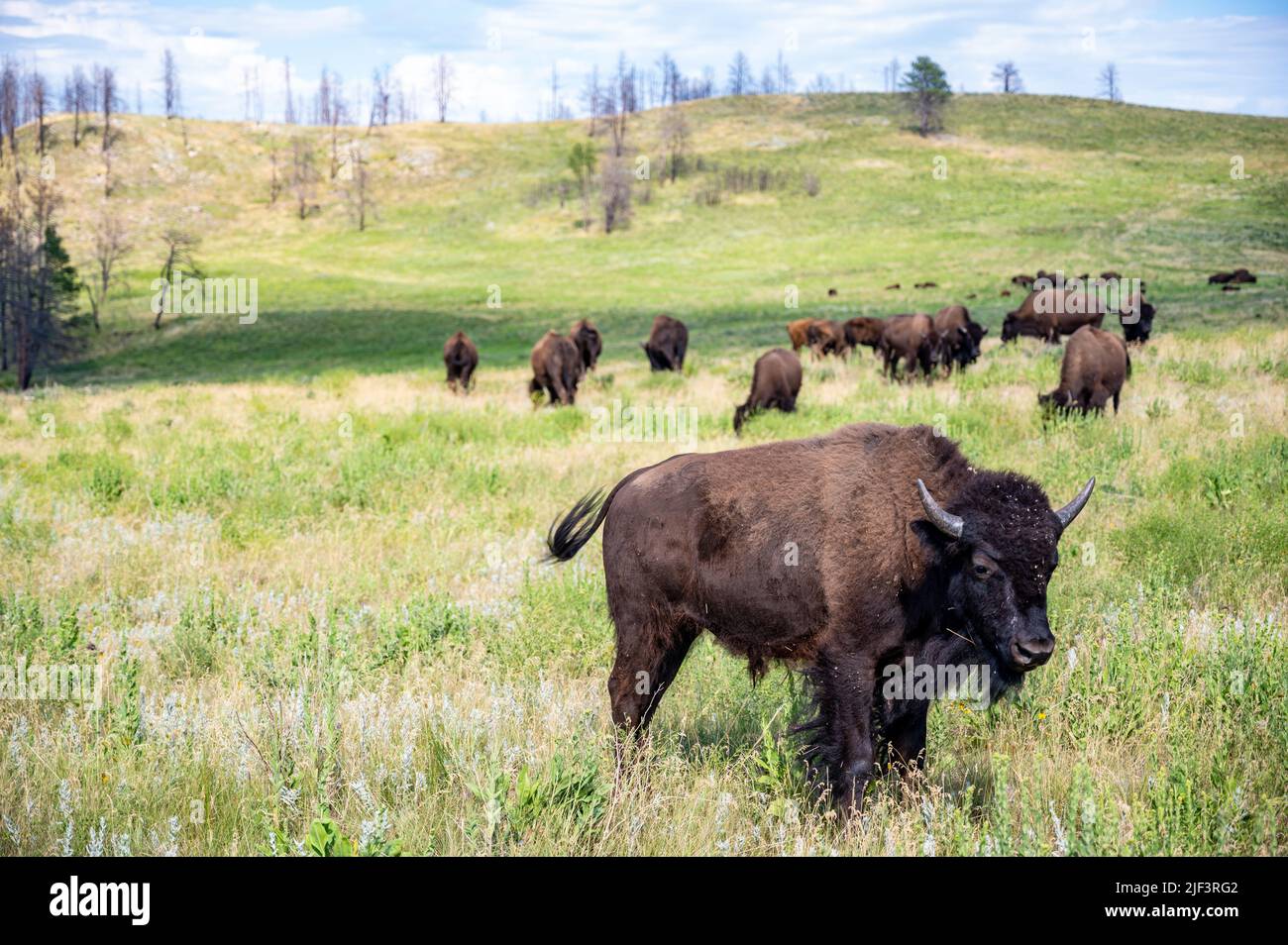 Eine Bison-Herde streift durch die offenen Ebenen zum Custer State Park in South Dakota. Stockfoto