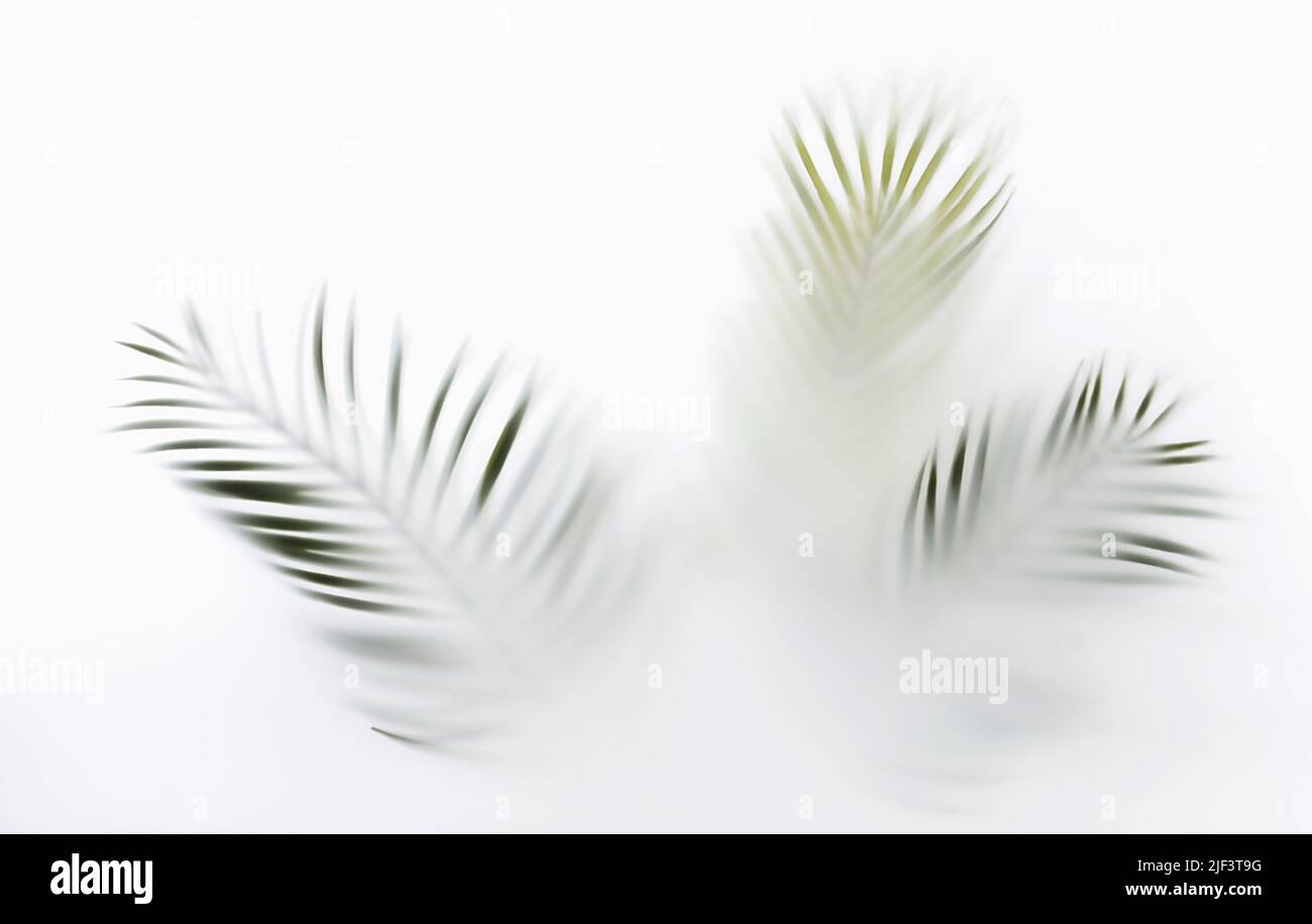 Sommerpalme verzweigt sich in den Tropen mystischer Zaubernebel und Dunst. Kreatives Minimal-Sommerkonzept. Stockfoto