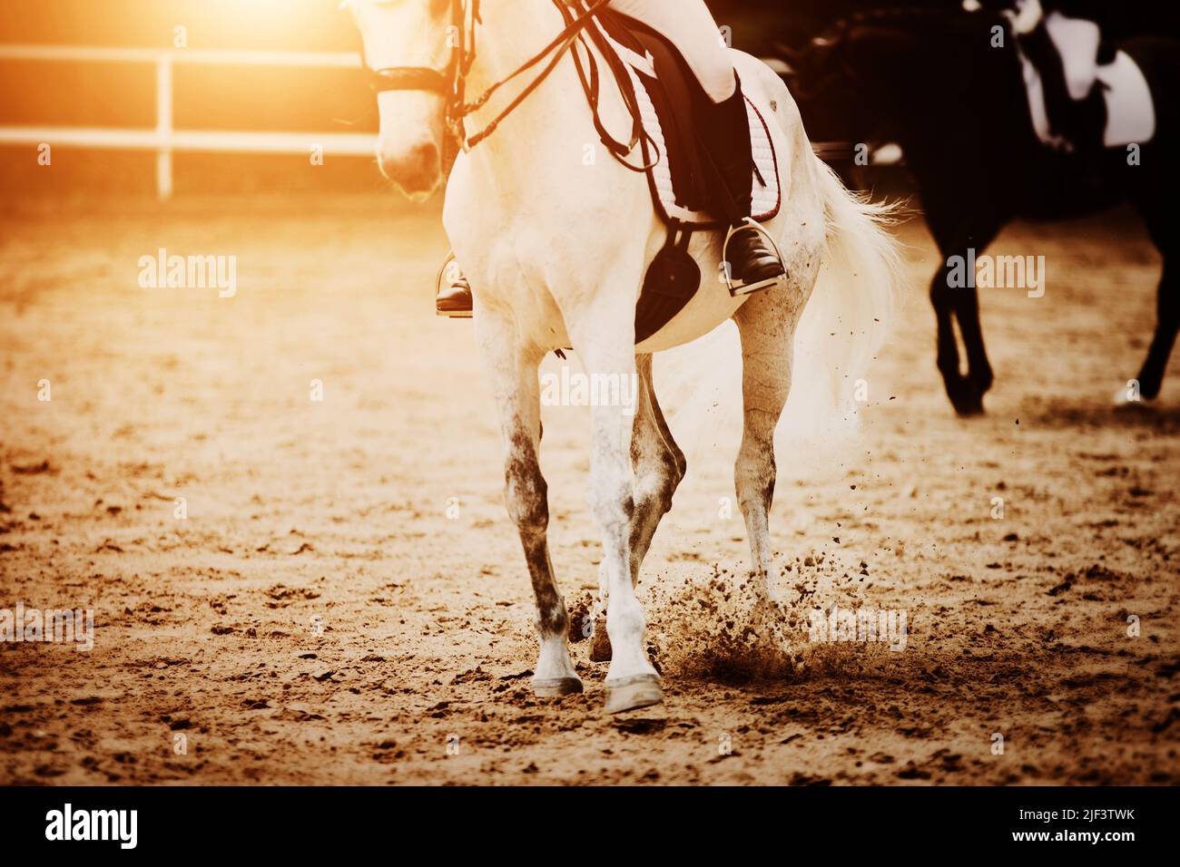 Ein weißes Pferd mit einem Reiter im Sattel galoppiert, zieht Staub mit seinen Hufen auf, beleuchtet von hellem Sonnenlicht. Reitsport. Reiten. Stockfoto