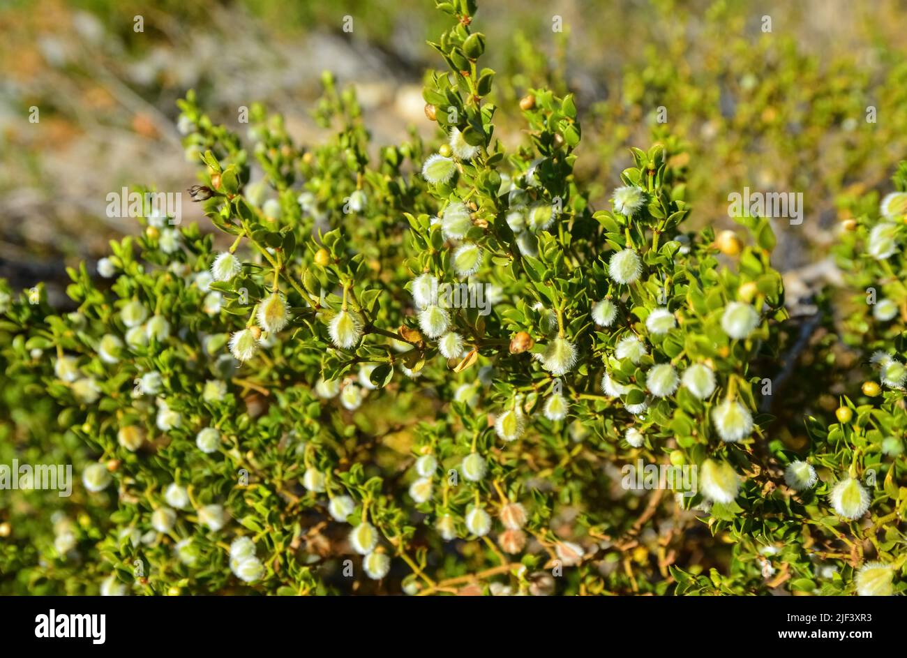Flauschige Früchte mit Samen von trockenheitstoleranten Xerophyt-Pflanzen in der Wüste, New Mexico Stockfoto
