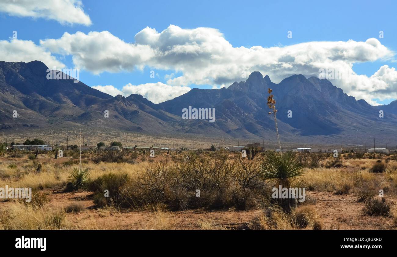 New Mexico Wüstenlandschaft, hohe Berge im Hintergrund der Wüste und dürretolerante Pflanzen, New Mexico Stockfoto