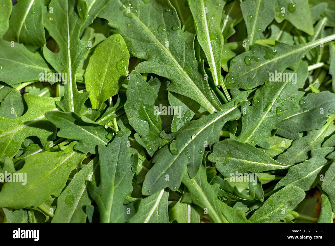 Auf dem Tisch liegen rohe, frische Spinatblätter aus biologischem Anbau in Wassertropfen. Blick von oben. Der Hintergrund des Lebensmittelrezeptes. Gesunde Ernährung Stockfoto