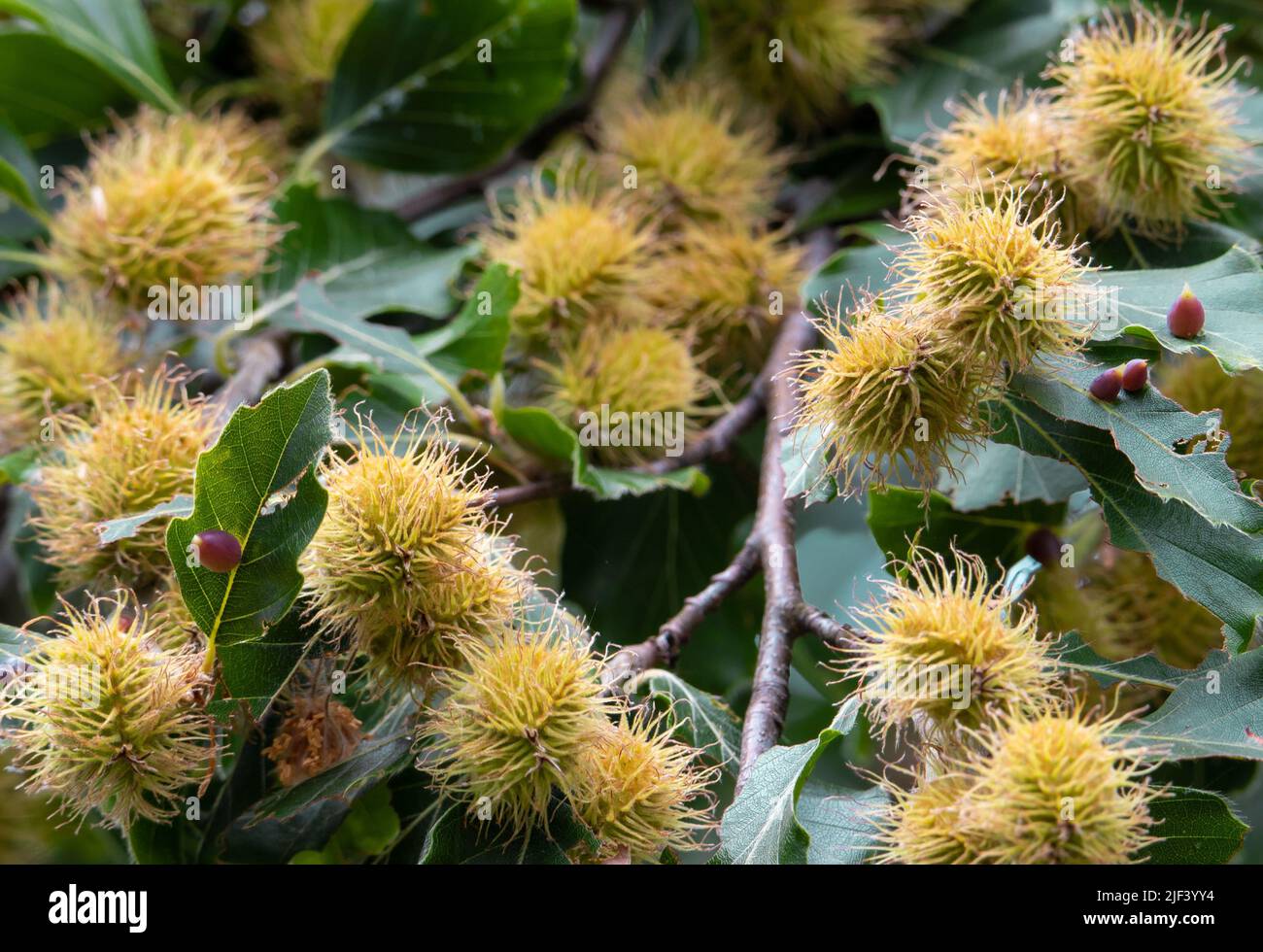 Eine Nahaufnahme mit Buchenfrüchten am Ast, Wald, Natur Stockfoto