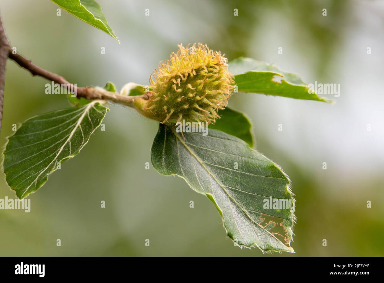 Eine Nahaufnahme mit Buchenfrüchten am Ast, Wald, Natur Stockfoto