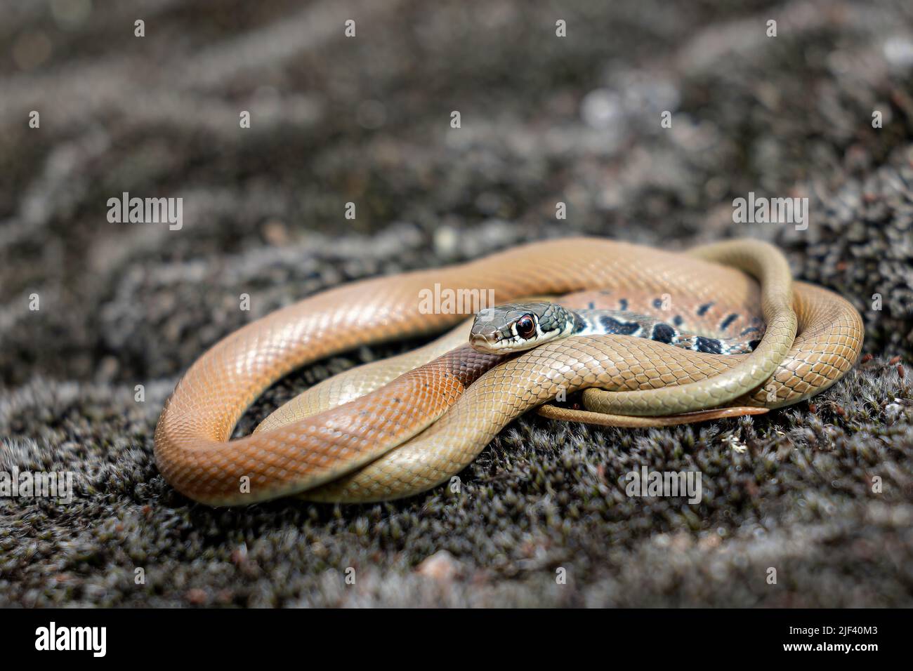 Dahls Peitschenschlange Stockfoto