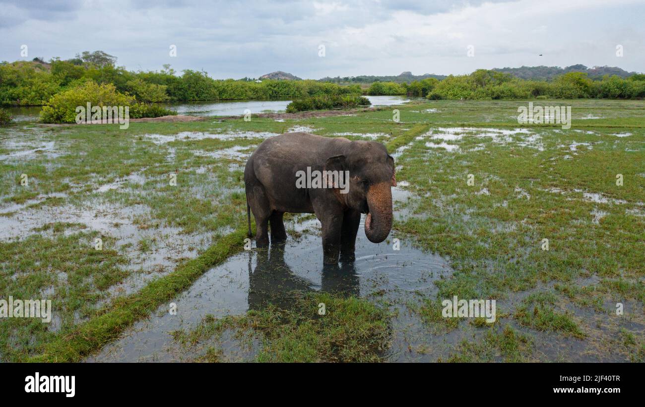 Ein Elefant in einem überfluteten Reisfeld ernährt sich von üppigem Gras. Arugam Bay Sri Lanka. Stockfoto