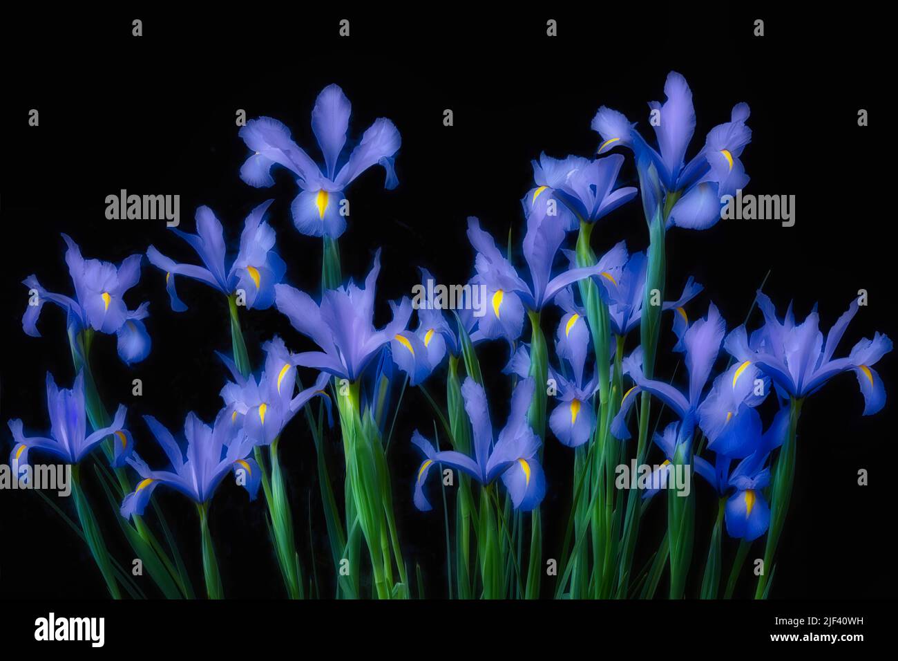 Nahaufnahme von irs-Blumen Stockfoto