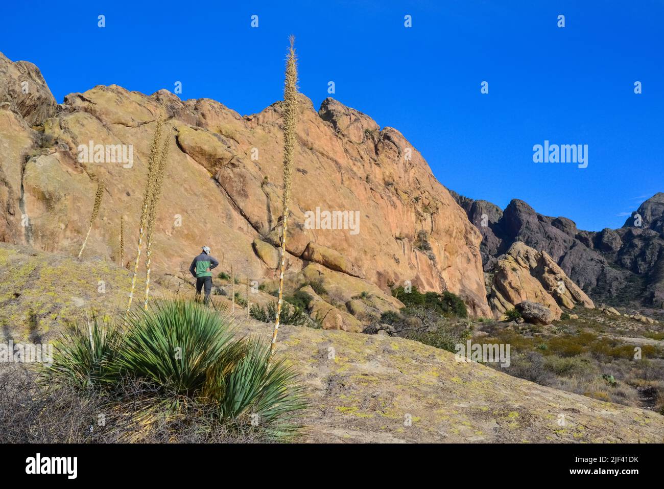 Berglandschaft mit Yucca, Kakteen und Wüstenpflanzen im 'Organ Mountains-Desert Peaks National Monument' in New Mexico, USA Stockfoto