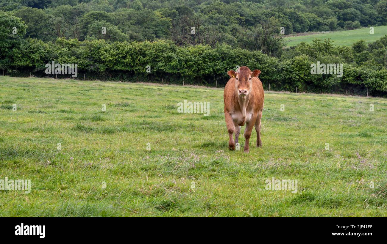 Braune Kuh im Feld, Großbritannien, mit Copyspace. Stockfoto
