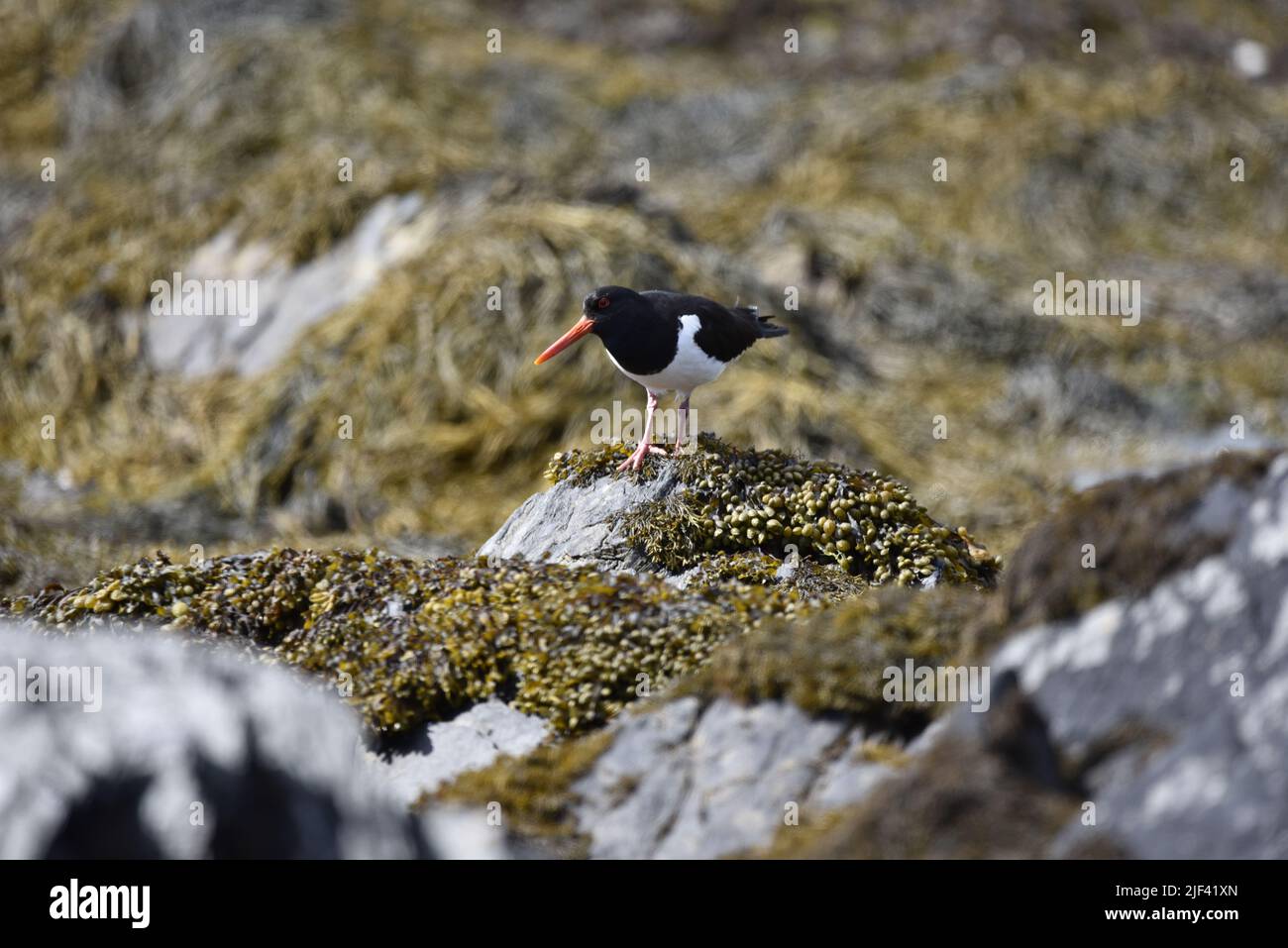 Nahaufnahme eines eurasischen Austernfisches (Haematopus ostralegus) oben in der Mitte, Blick von den Lichen Covered Rocks auf der Isle of man Stockfoto