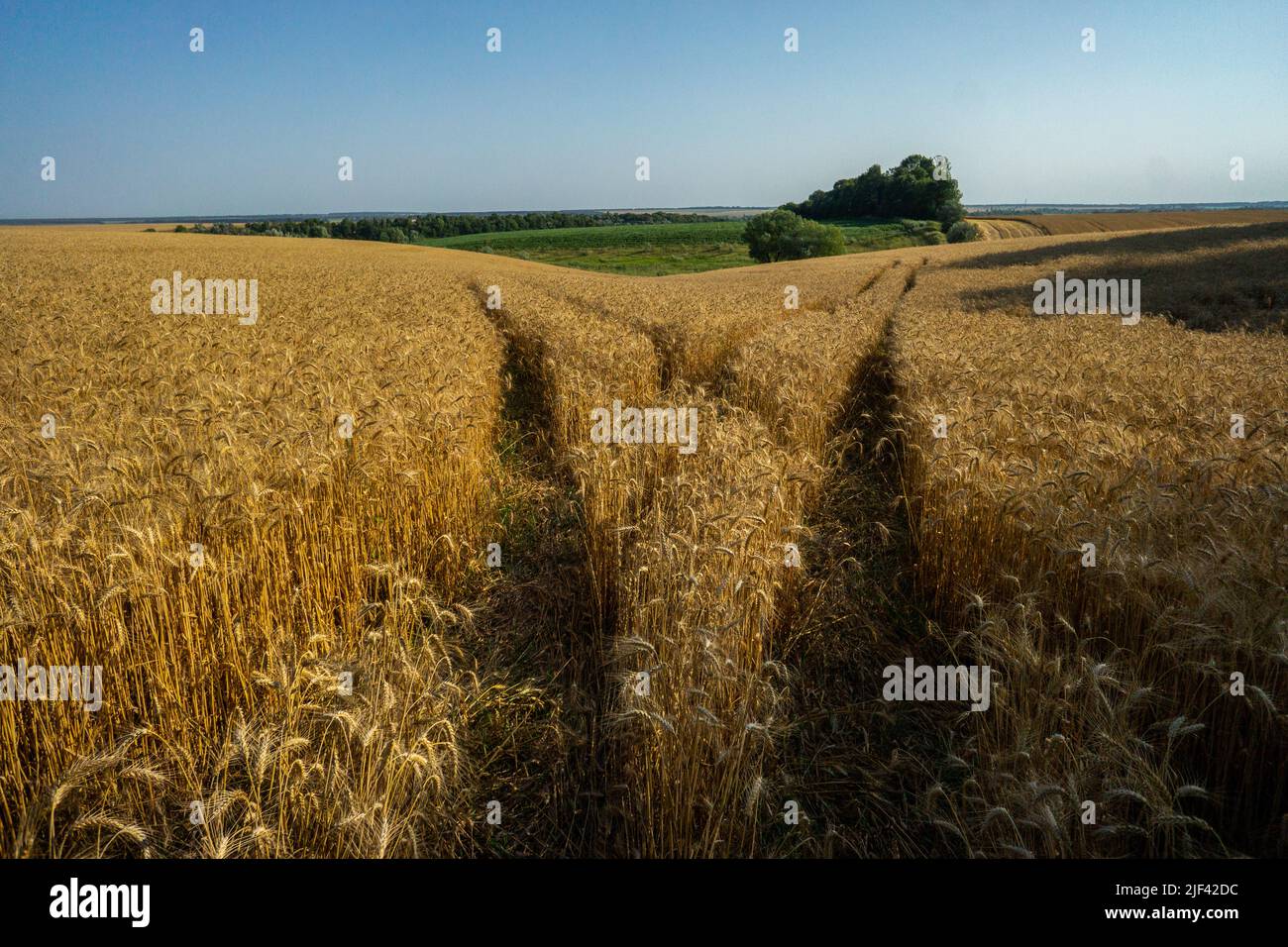 Ein Weizenfeld bereit für die Ernte Stockfoto