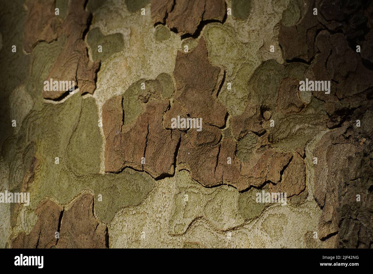Eine Nahaufnahme der alten Holzstruktur aus Baumrinde Stockfoto
