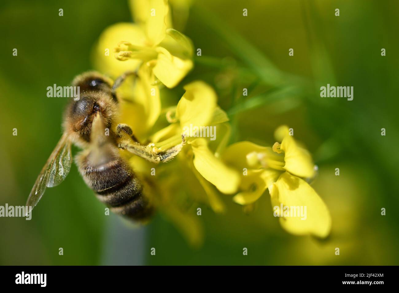 Biene auf Blüte Stockfoto