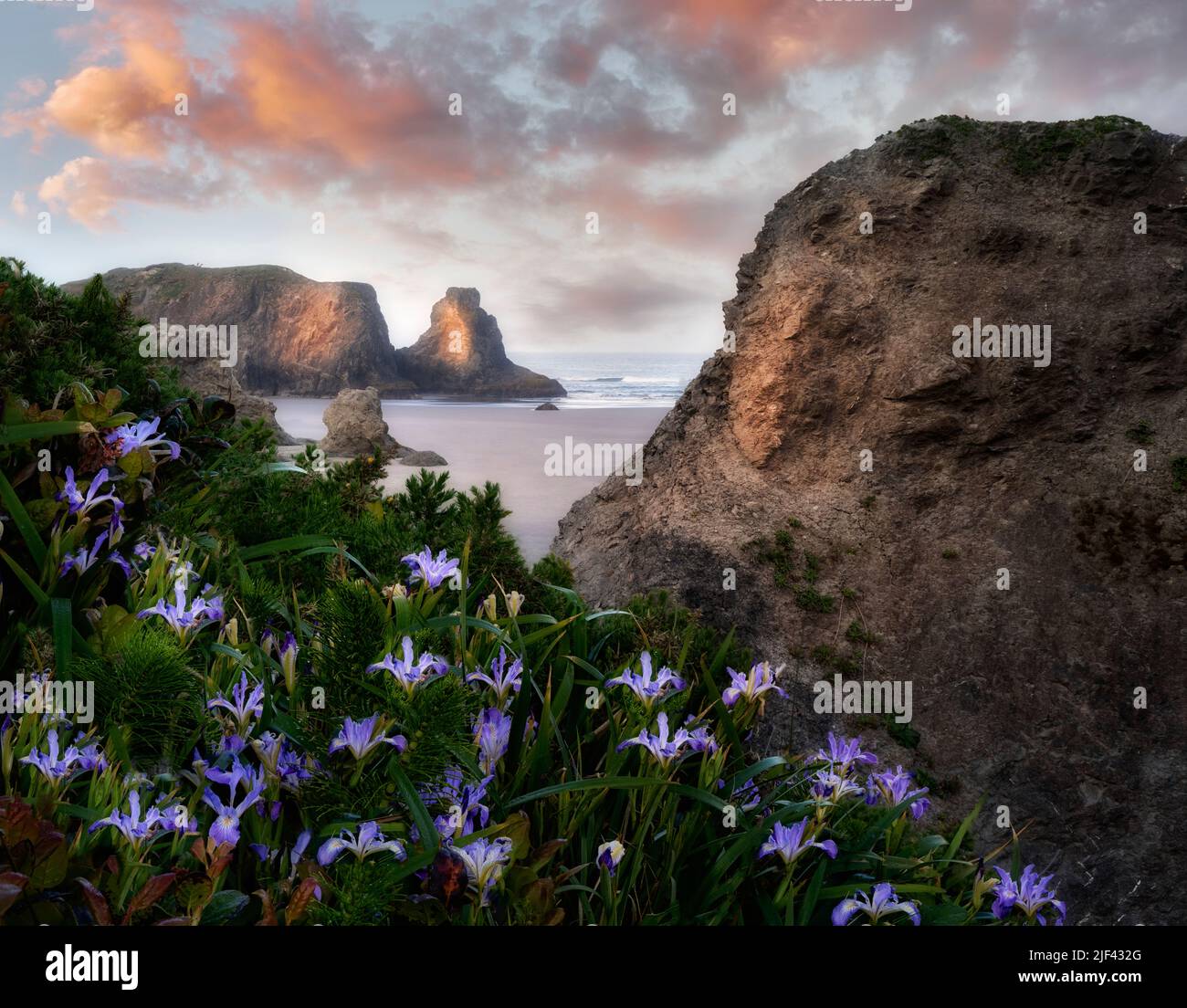 Wilde Irisblumen am Bandon Beach, Oregon Stockfoto
