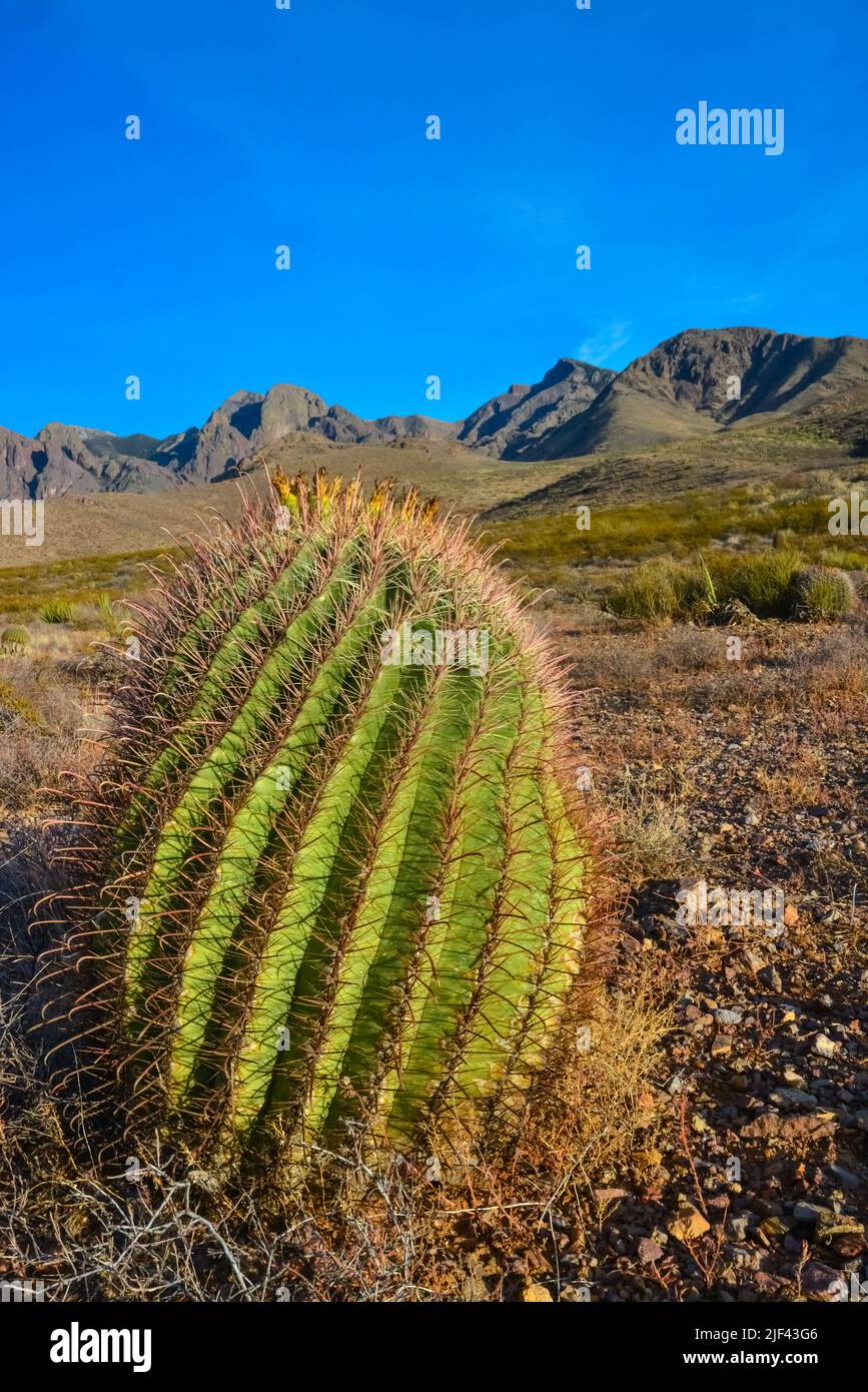 Wüstenlandschaft mit großen Pflanzen Kaktus Ferocactus sp. Organ Mountains-Desert Peaks NM, New Mexico, USA Stockfoto