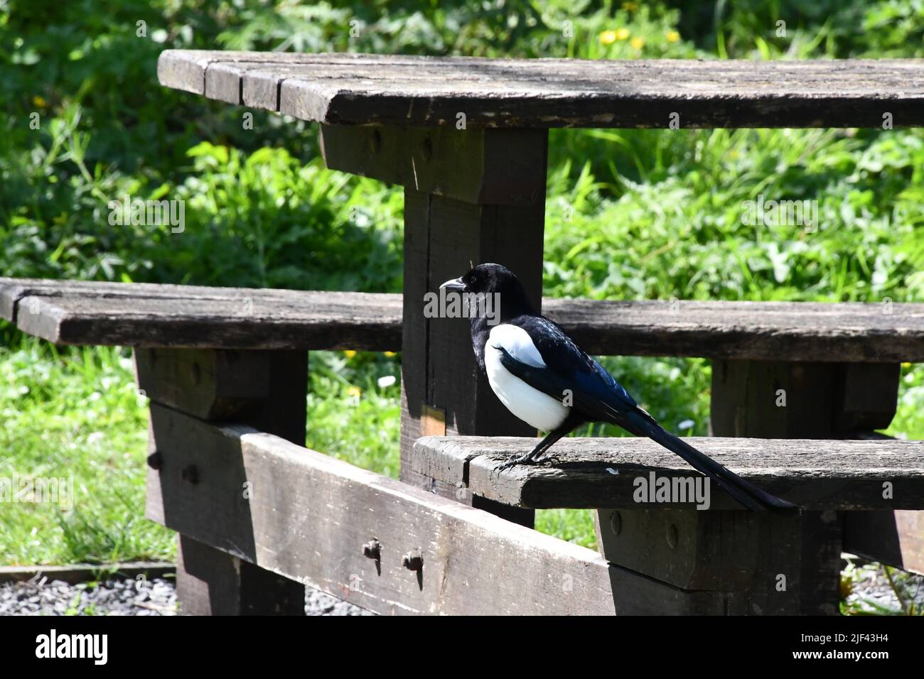 Elster Vogel Stockfoto