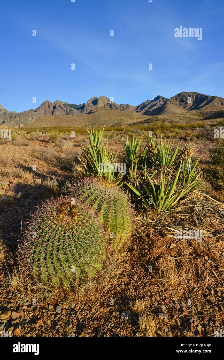 Wüstenlandschaft mit großen Pflanzen Kaktus Ferocactus sp. Organ Mountains-Desert Peaks NM, New Mexico, USA Stockfoto