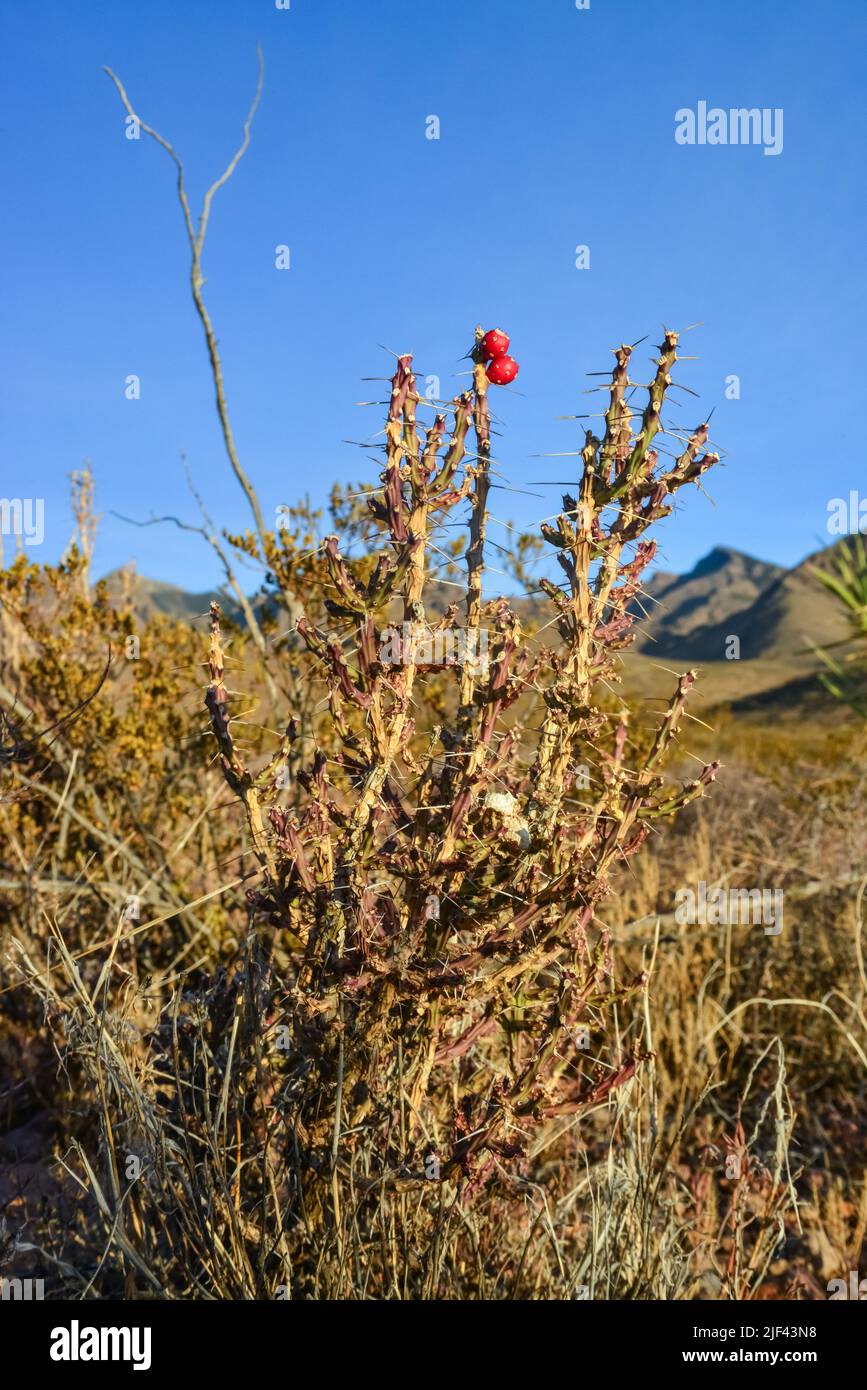 USA Natur, Kaktus Cylindropuntia sp. Vor dem Hintergrund der Wüstenvegetation und Berglandschaft, New Mexico, USA Stockfoto