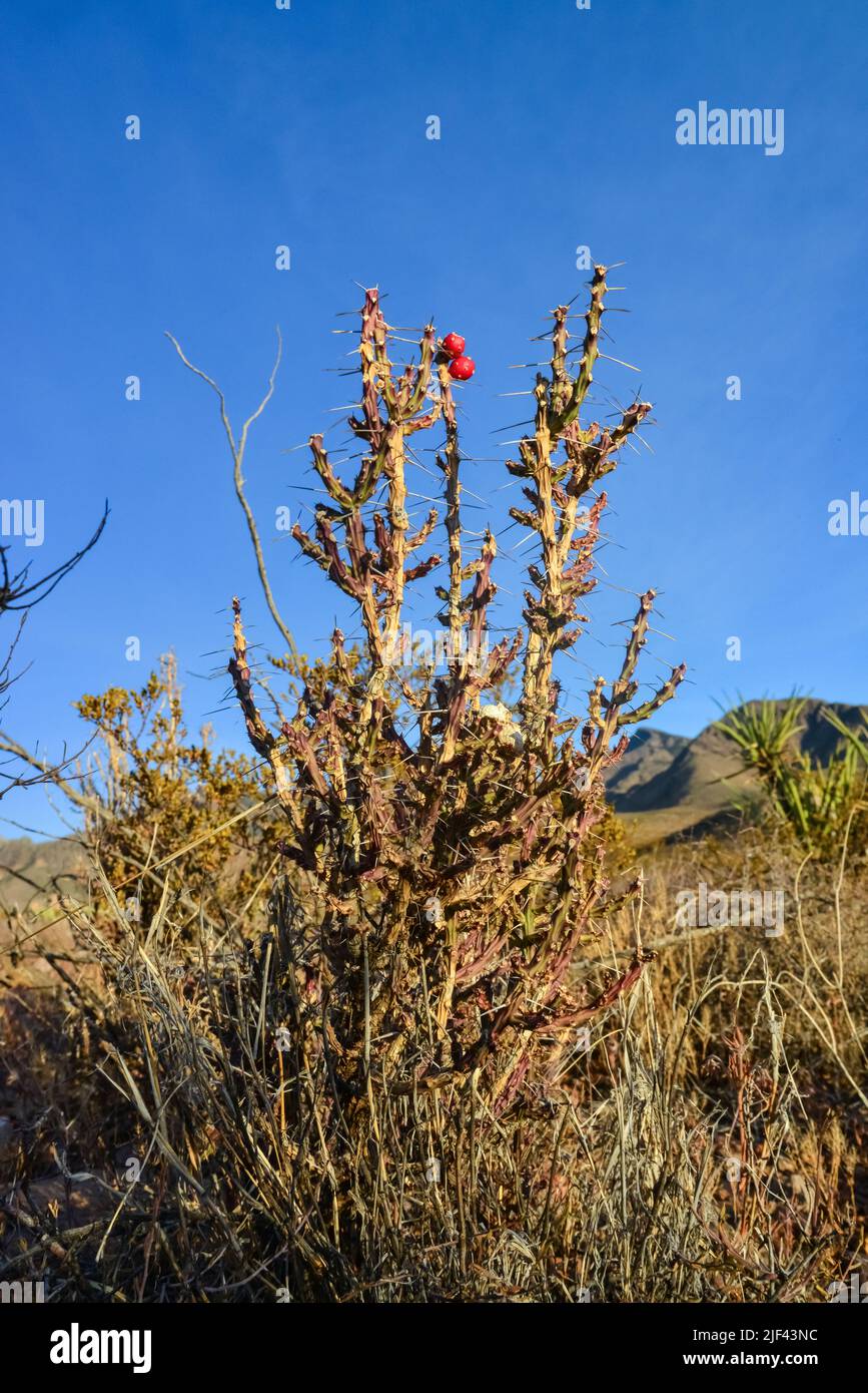 USA Natur, Kaktus Cylindropuntia sp. Vor dem Hintergrund der Wüstenvegetation und Berglandschaft, New Mexico, USA Stockfoto