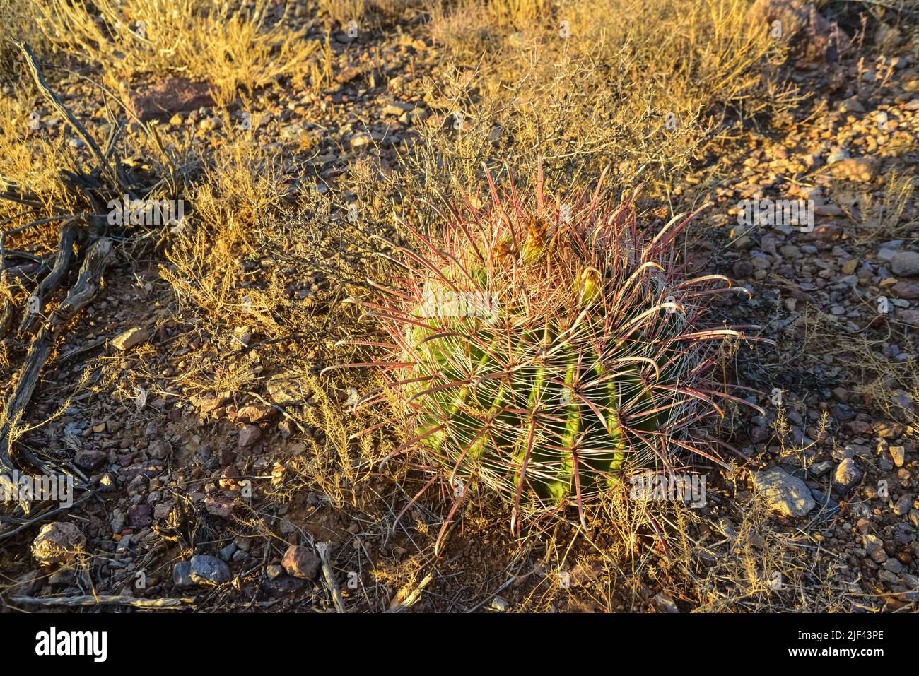 Wüstenlandschaft, kleiner Kaktus Ferocactus. Organ Mountains-Desert Peaks NM, New Mexico, USA Stockfoto