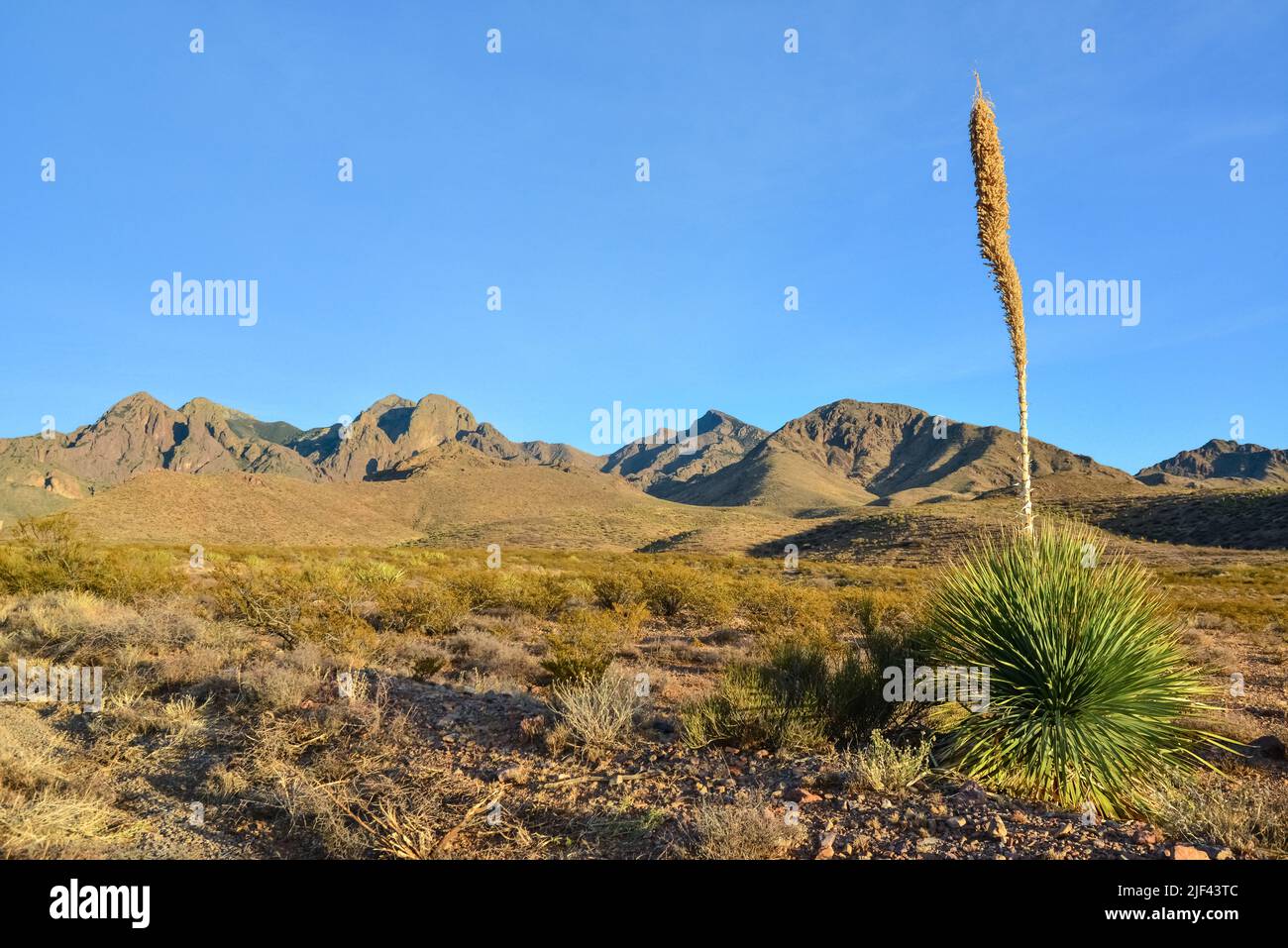 Berglandschaft mit Yucca, Kakteen und Wüstenpflanzen im 'Organ Mountains-Desert Peaks National Monument' in New Mexico, USA Stockfoto