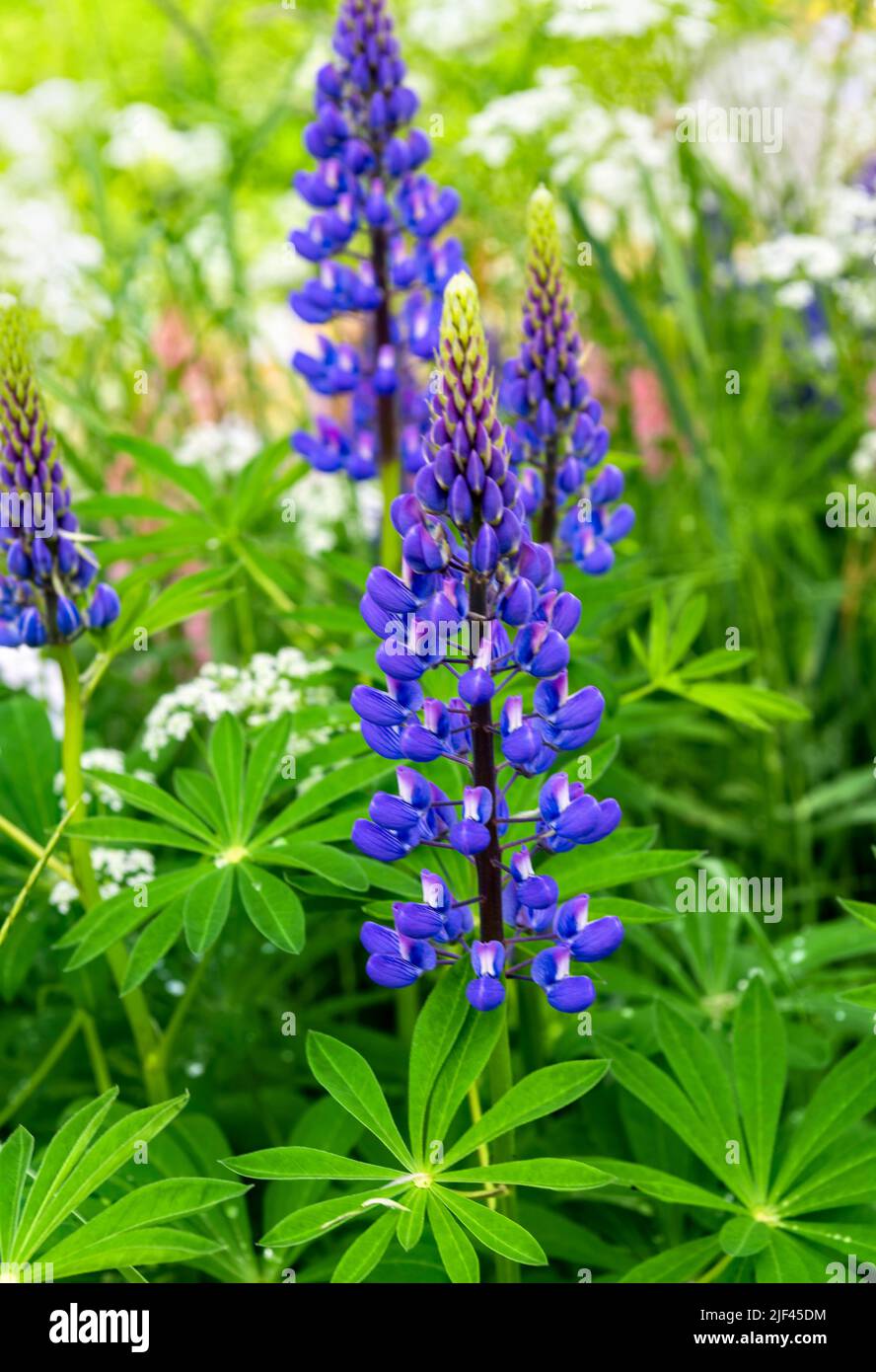 Wilde, Violette Lupinenblumen, Norwegen Stockfoto