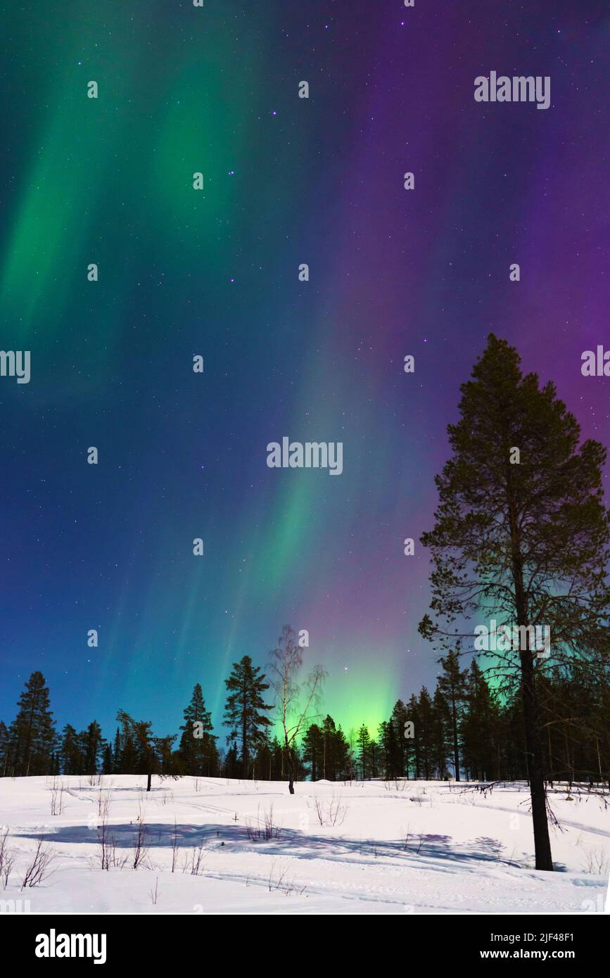 Nordlicht, aurora borealis im Winter mit Schnee, bunt mit Grün und Lila, unter Bäumen im Wald, Gällivare, Schwedisch Lappland, Schweden Stockfoto
