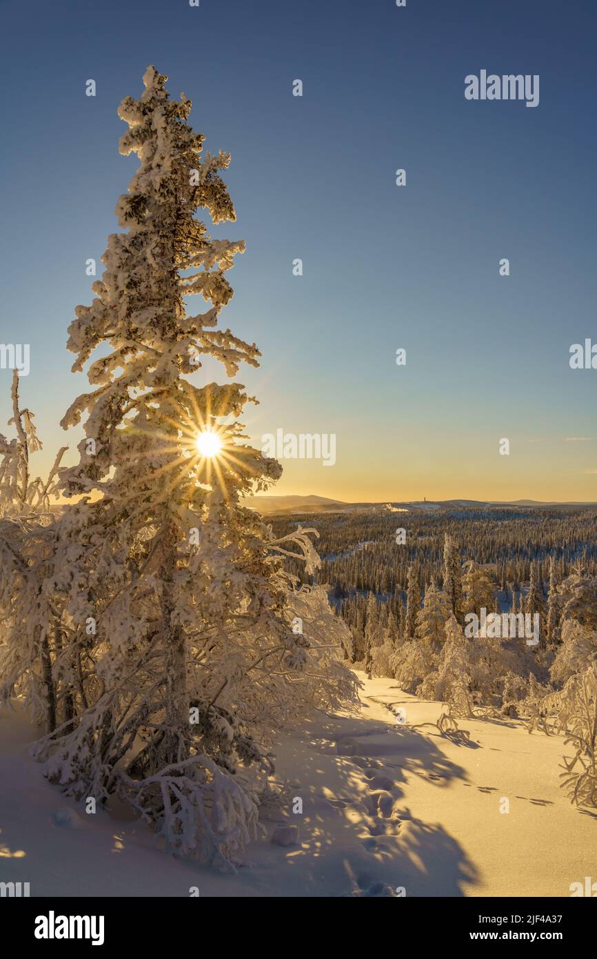 Winterlandschaft im direkten Licht mit Sonne scheint durch eine Fichte, viel och Schnee auf den Bäumen, Gällivae County, Schwedisch Lappland, Schweden Stockfoto