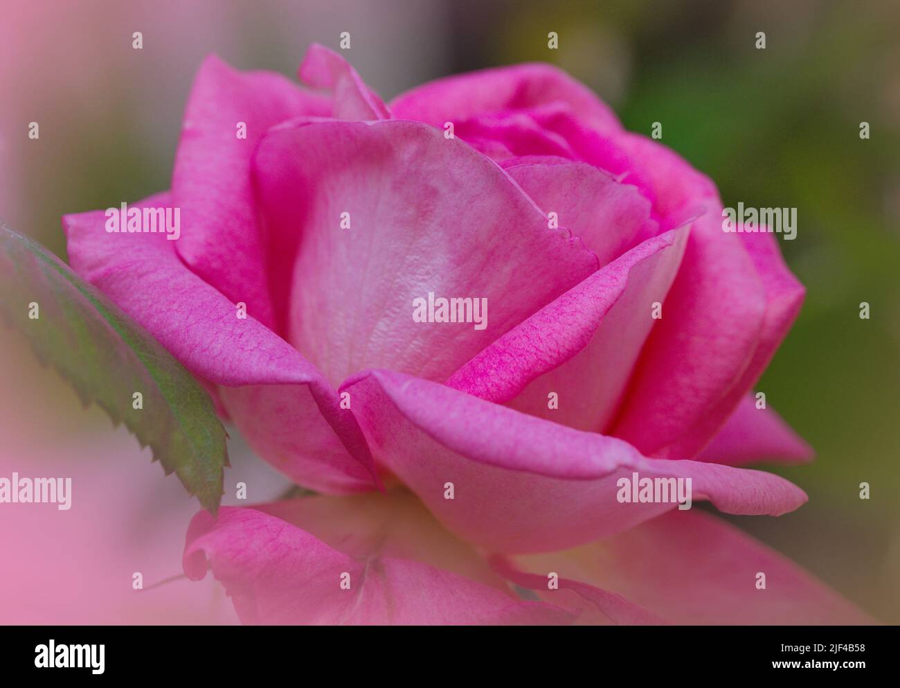 Makrofotografie einer rosa Rose im Sommer, Blütenkopf, Blüte, blühende Blume, bunte Natur Stockfoto