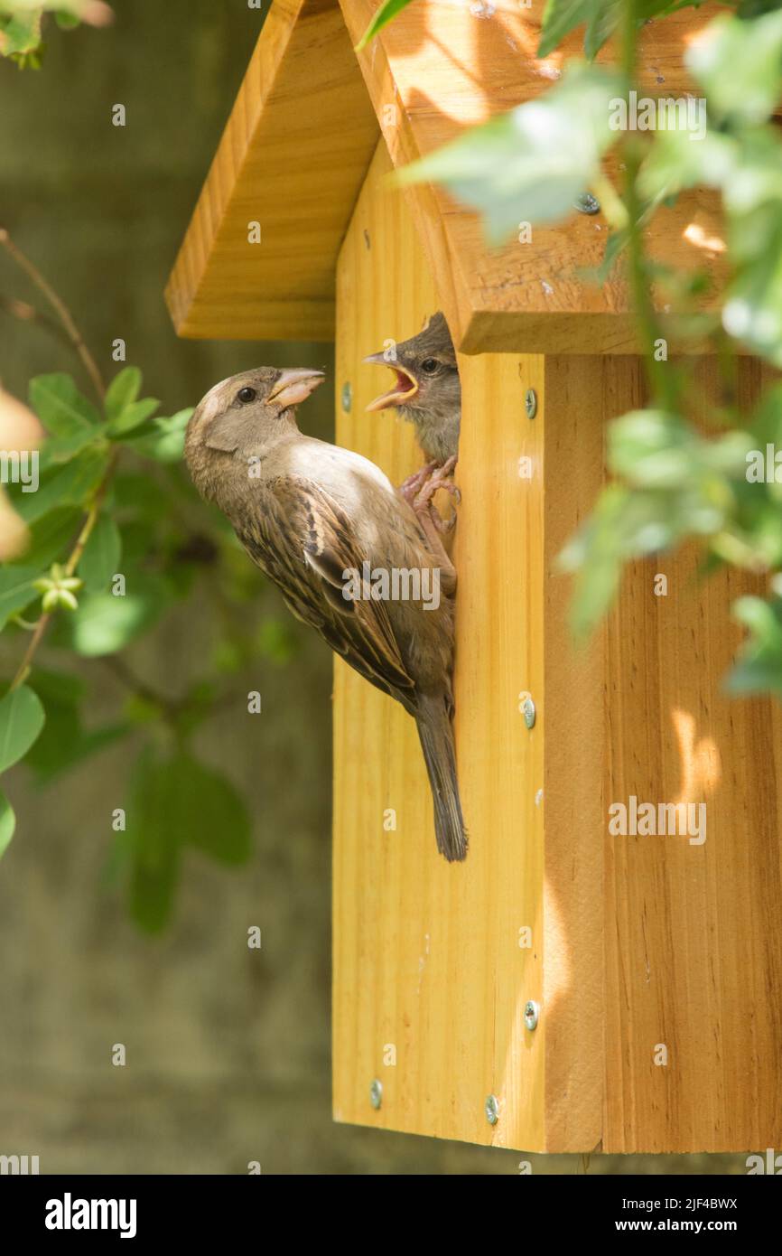 Haussparrow, der im Nistkastenloch aufsteht und bettelt, von seiner Mutter, die außerhalb des Kastens sitzt, gefüttert zu werden, Passer domesticus, Nistkasten, Sussex, UK, Juni Stockfoto