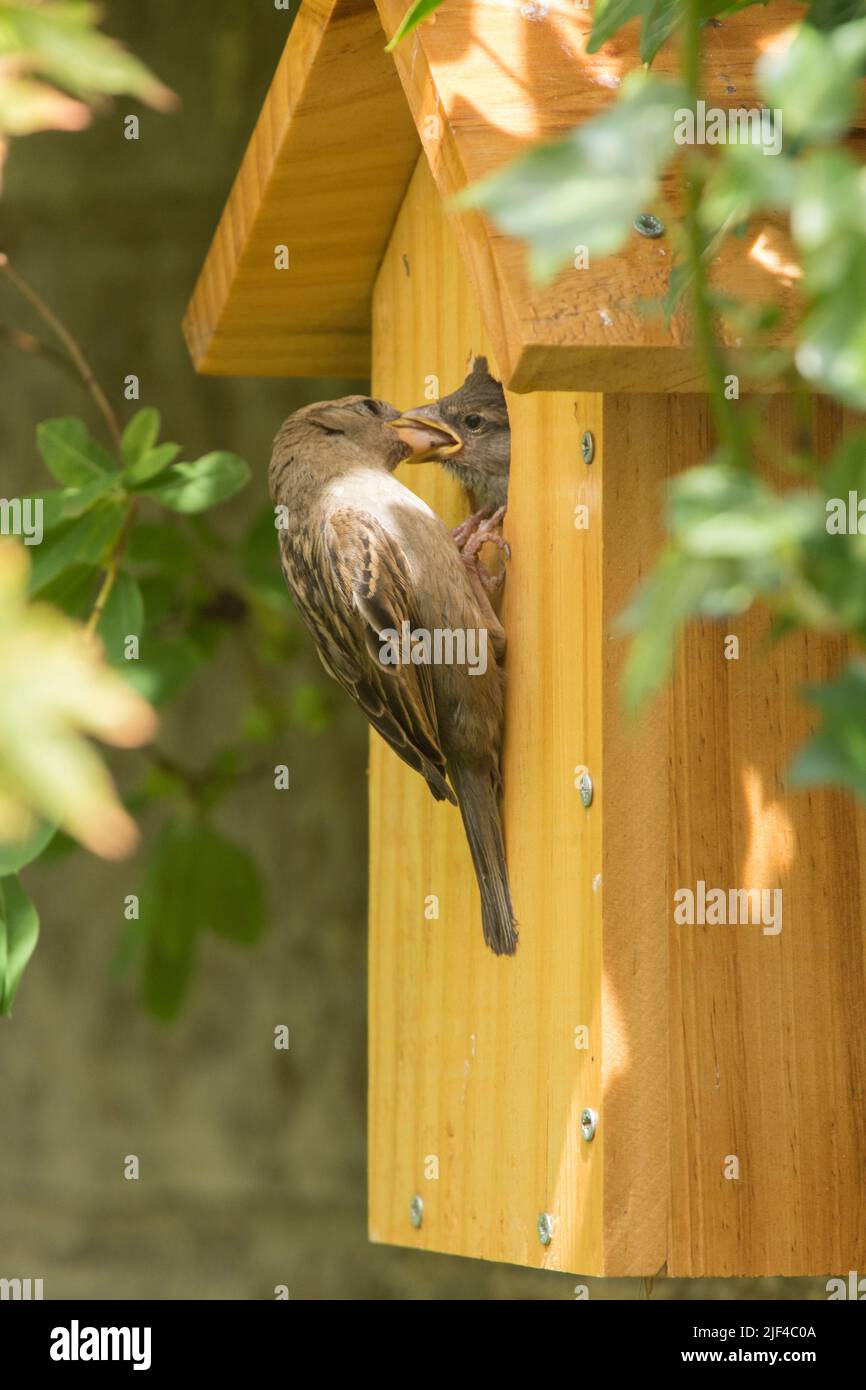 Baby Jungling House Sparrow wird von Mutter am Loch im Nistkasten gefüttert, Passer domesticus, Nistkasten, Sussex, UK, Juni Stockfoto