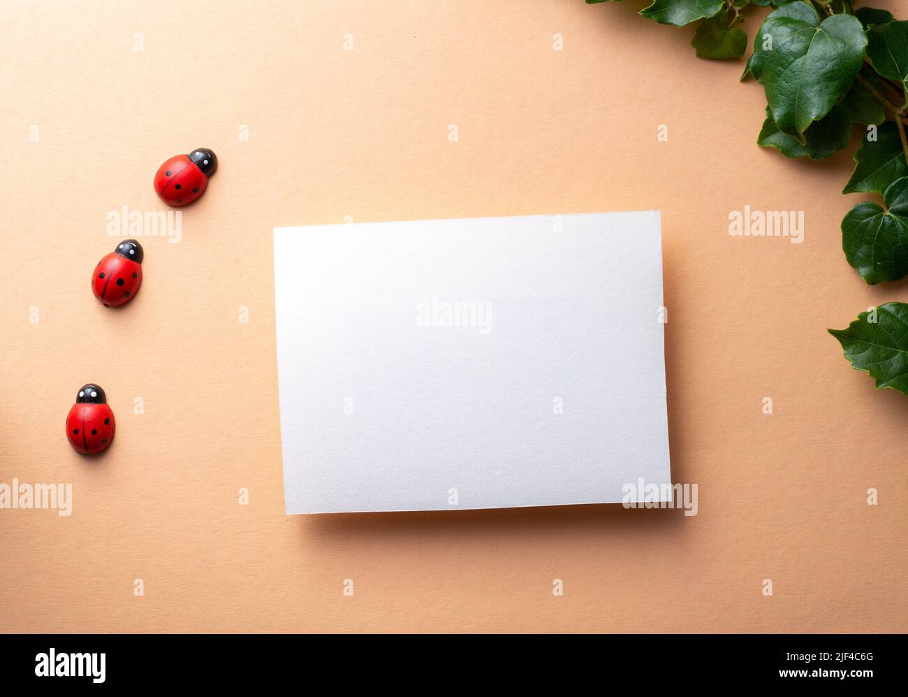 Einladungskarte Mockup, für Verlobung oder Kinderparty, rosa Hintergrund mit Marienkäfer und Efeu. Stockfoto