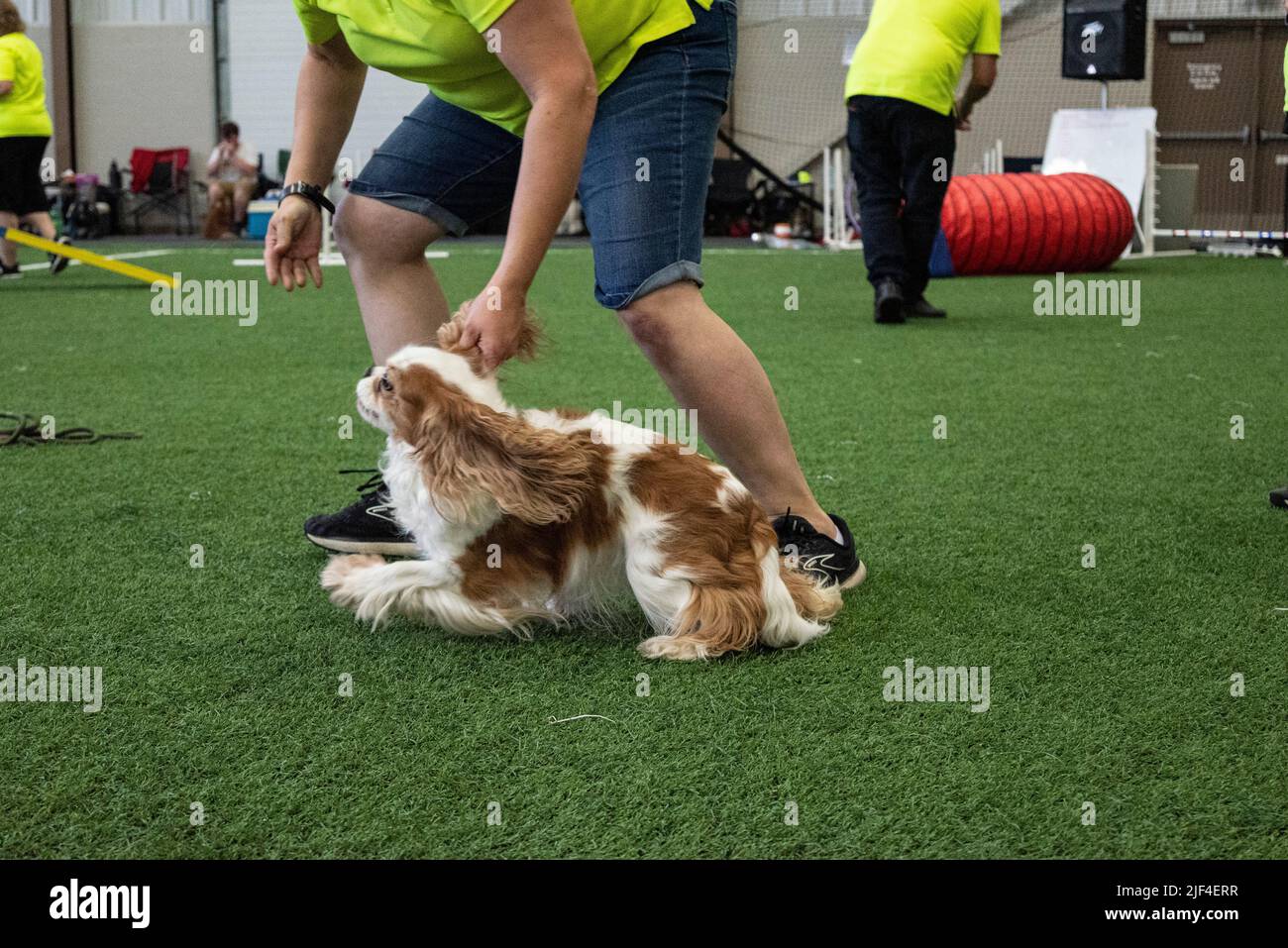 Diese Rasse hat ein seidiges Fell, das wellig ist und in vielen verschiedenen Farben erhältlich ist. Eine Farbe, die vom American Kennel Club anerkannt wird, ist blenheim, eine tiefe Brust Stockfoto