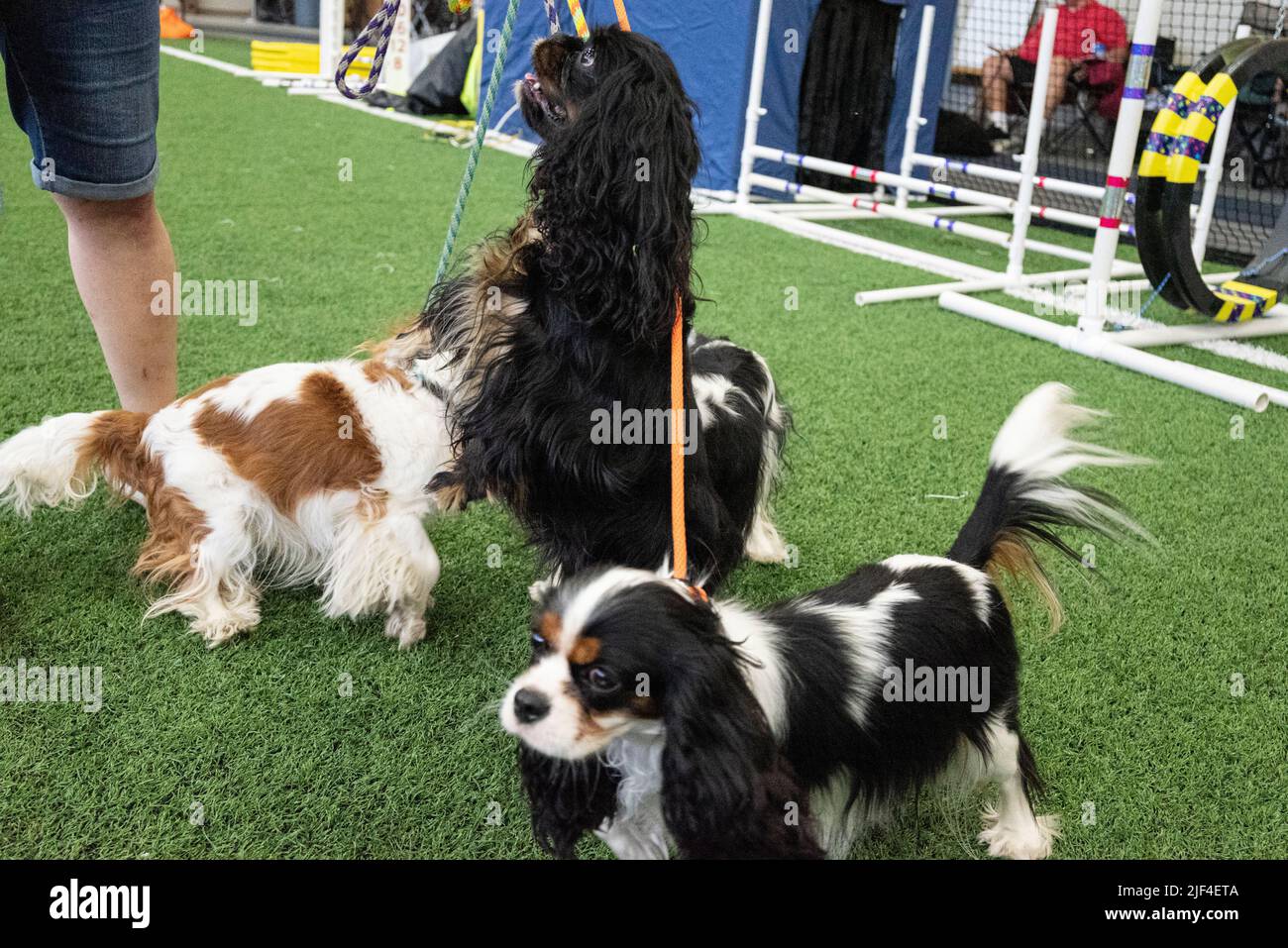 Diese Rasse hat ein seidiges Fell, das wellig ist und in vielen verschiedenen Farben erhältlich ist. Eine Farbe, die vom American Kennel Club anerkannt wird, ist blenheim, eine tiefe Brust Stockfoto