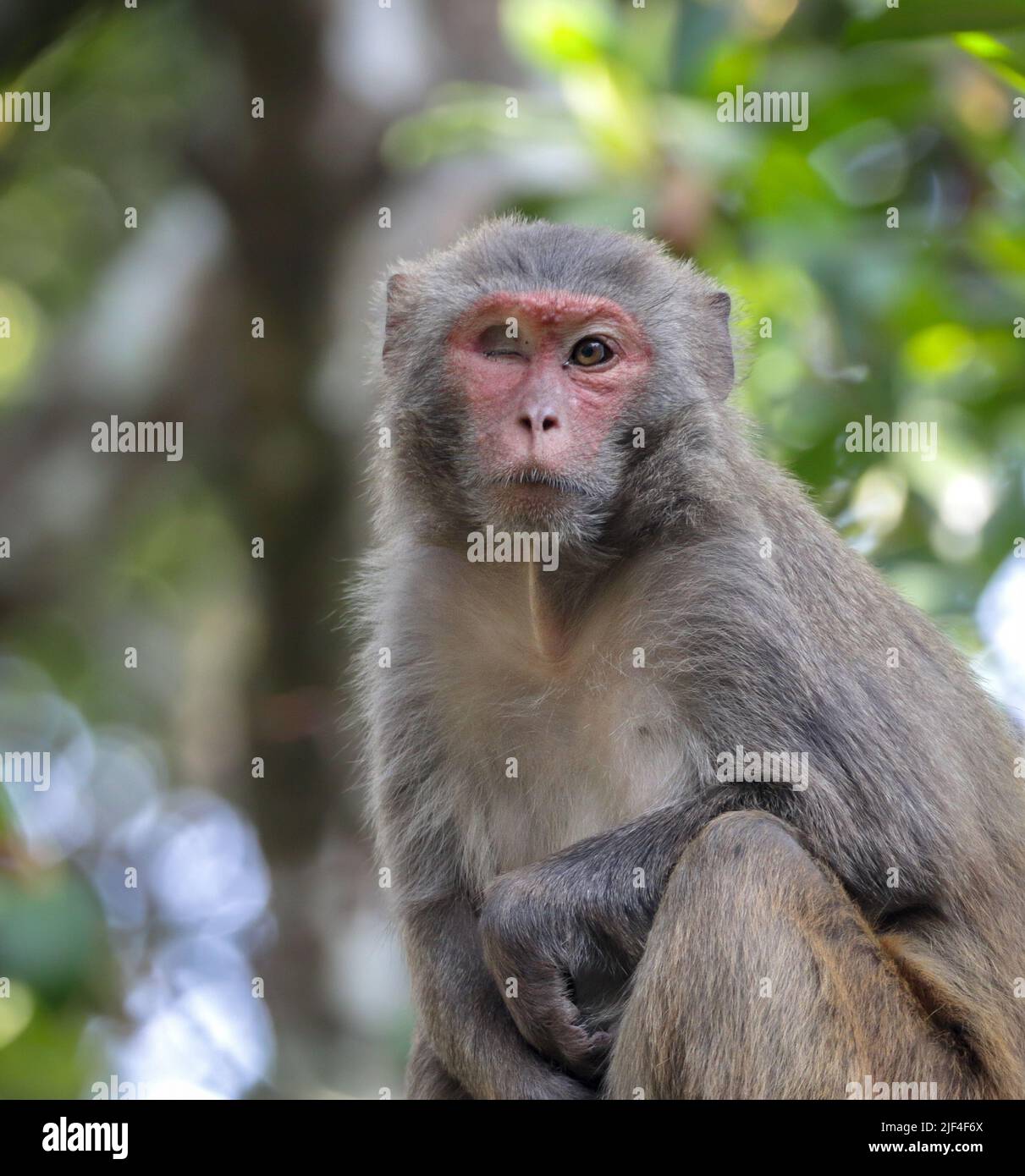 Porträt eines Rhesus-Makaken-Affen. Dieses Foto wurde aus Sundarbans, Bangladesch, aufgenommen. Stockfoto
